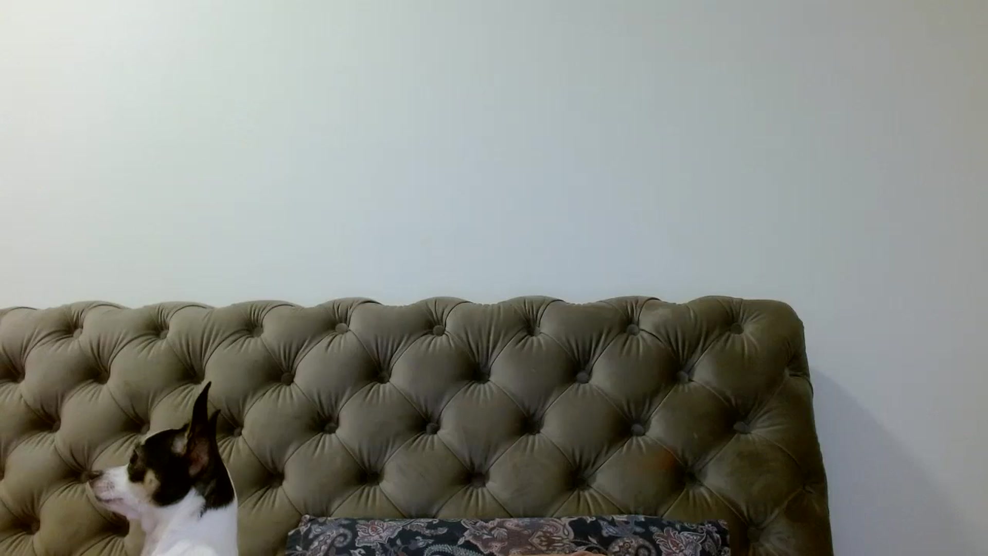 Gallery image thumbnail from Vixen_Eliana's myfreecams stream on, 11/25/2023, 02:26 image 8 of 20