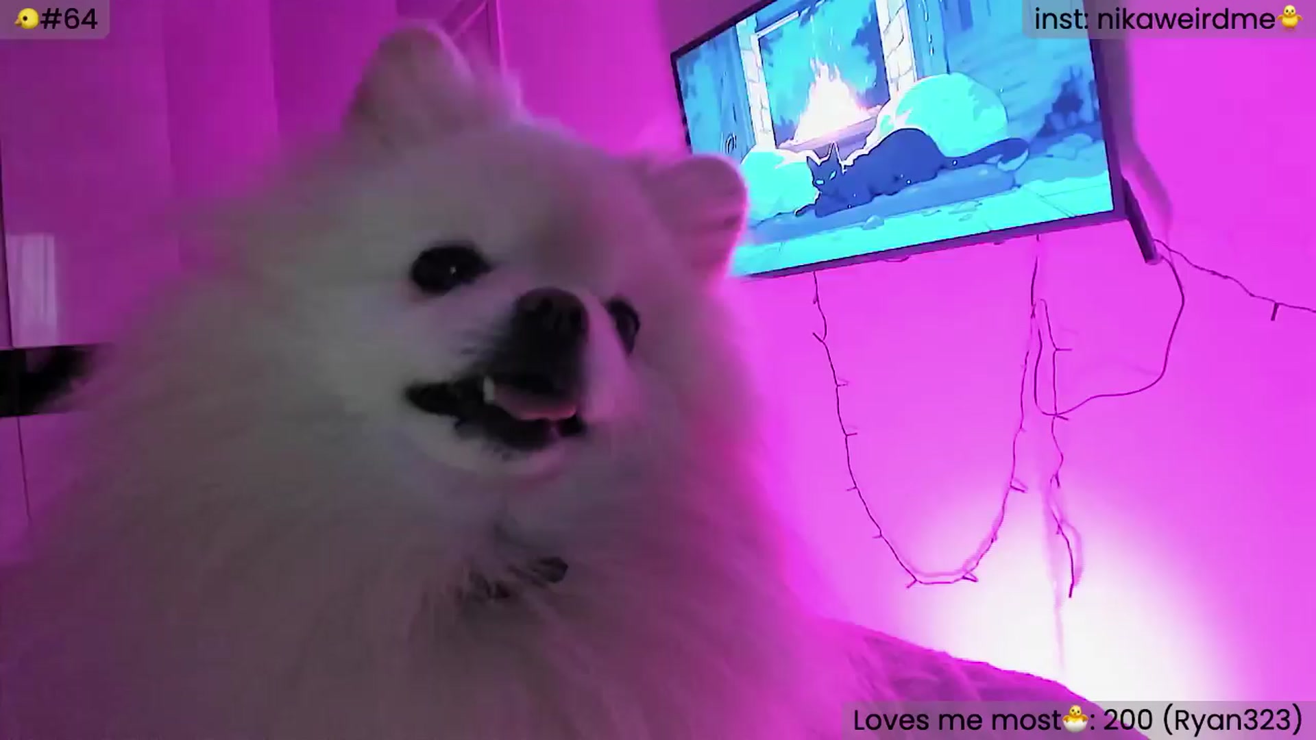 Gallery image thumbnail from WeirdMe's myfreecams stream on, 03/31/2024, 17:39 image 5 of 20