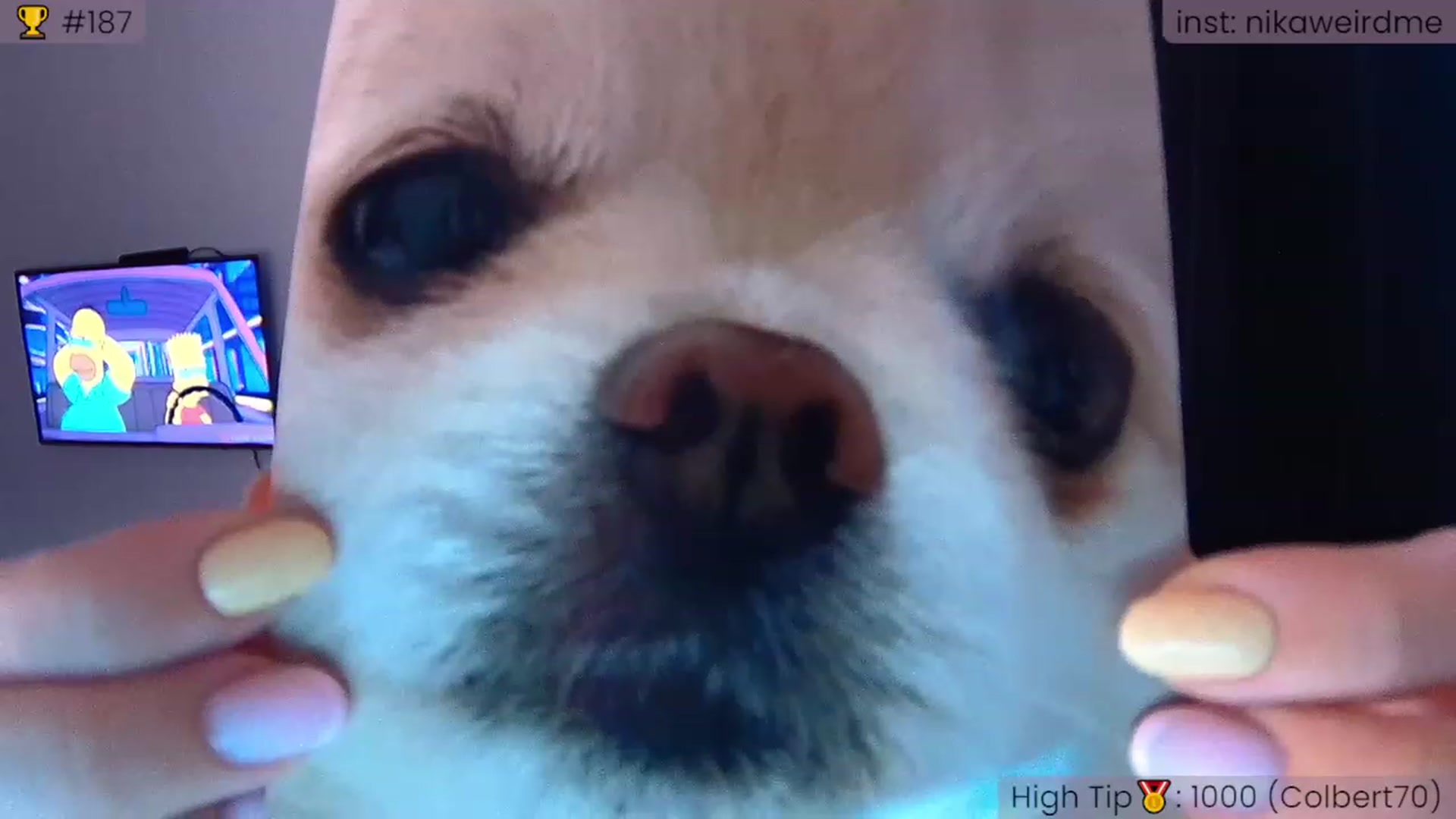 Gallery image thumbnail from WeirdNikusik's myfreecams stream on, 07/05/2023, 18:20 image 14 of 20