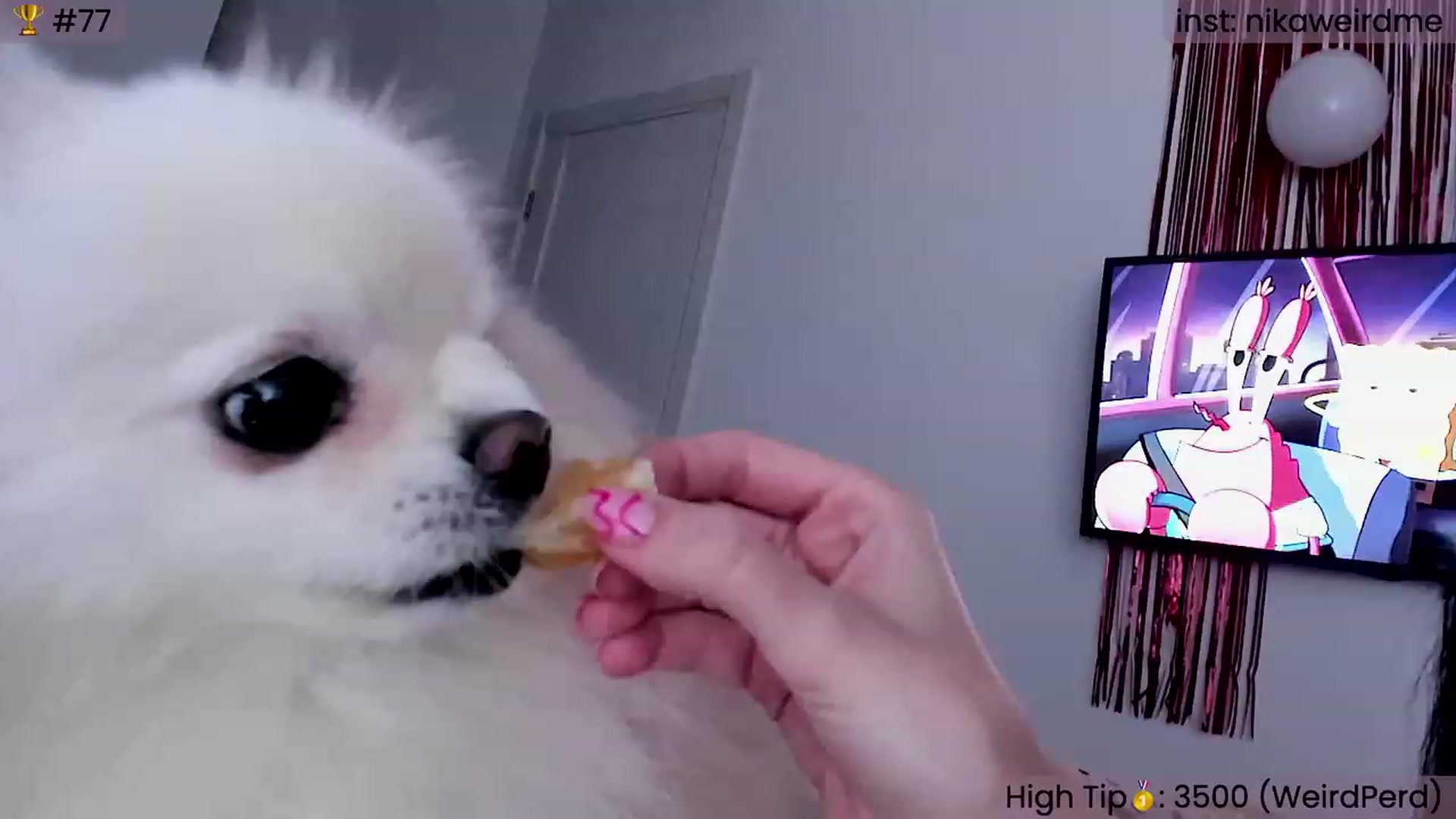 Gallery image thumbnail from WeirdNikusik's myfreecams stream on, 11/25/2023, 15:37 image 19 of 20
