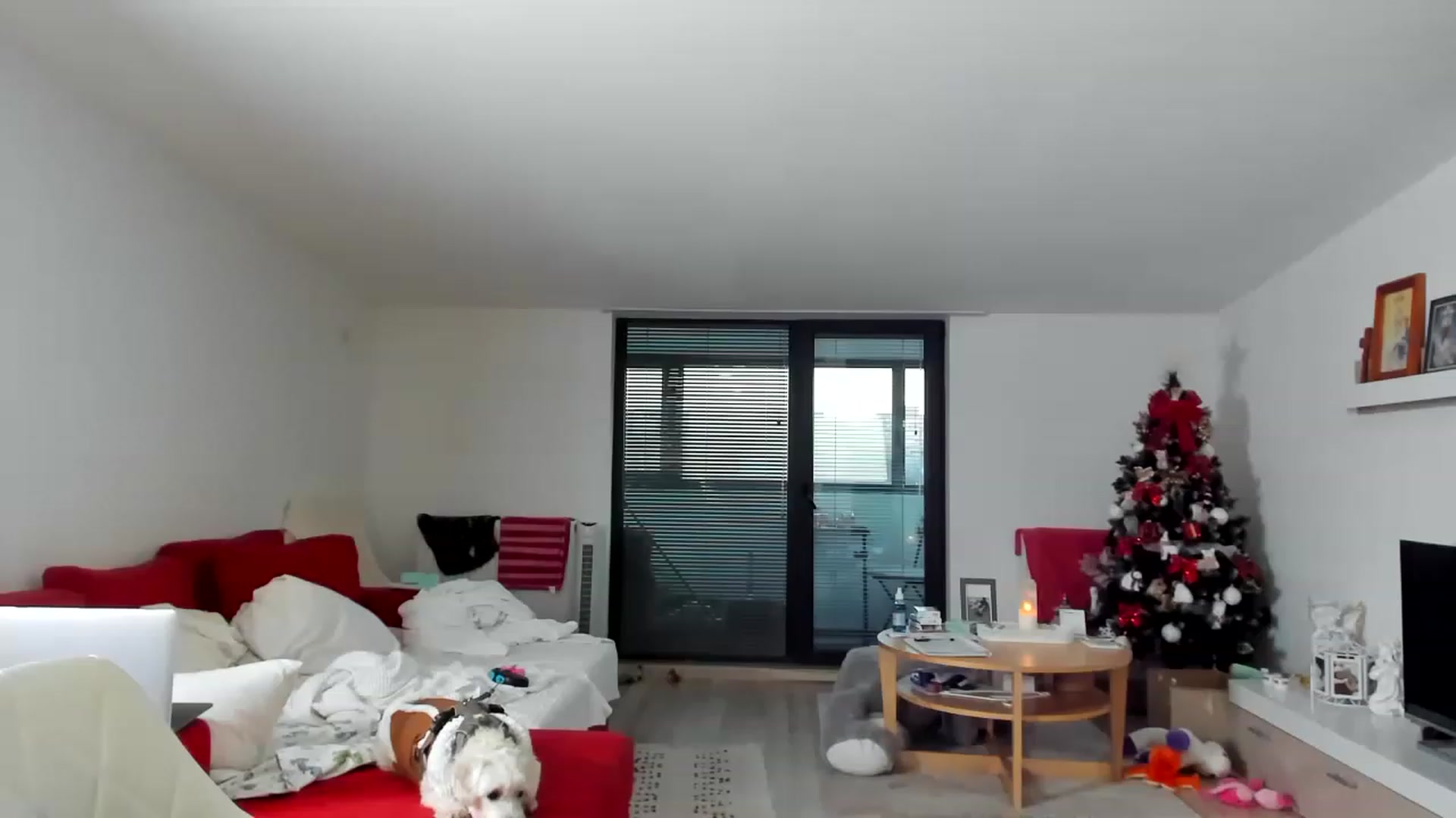 Gallery image thumbnail from Wennndyk's myfreecams stream on, 12/25/2022, 05:51 image 16 of 20