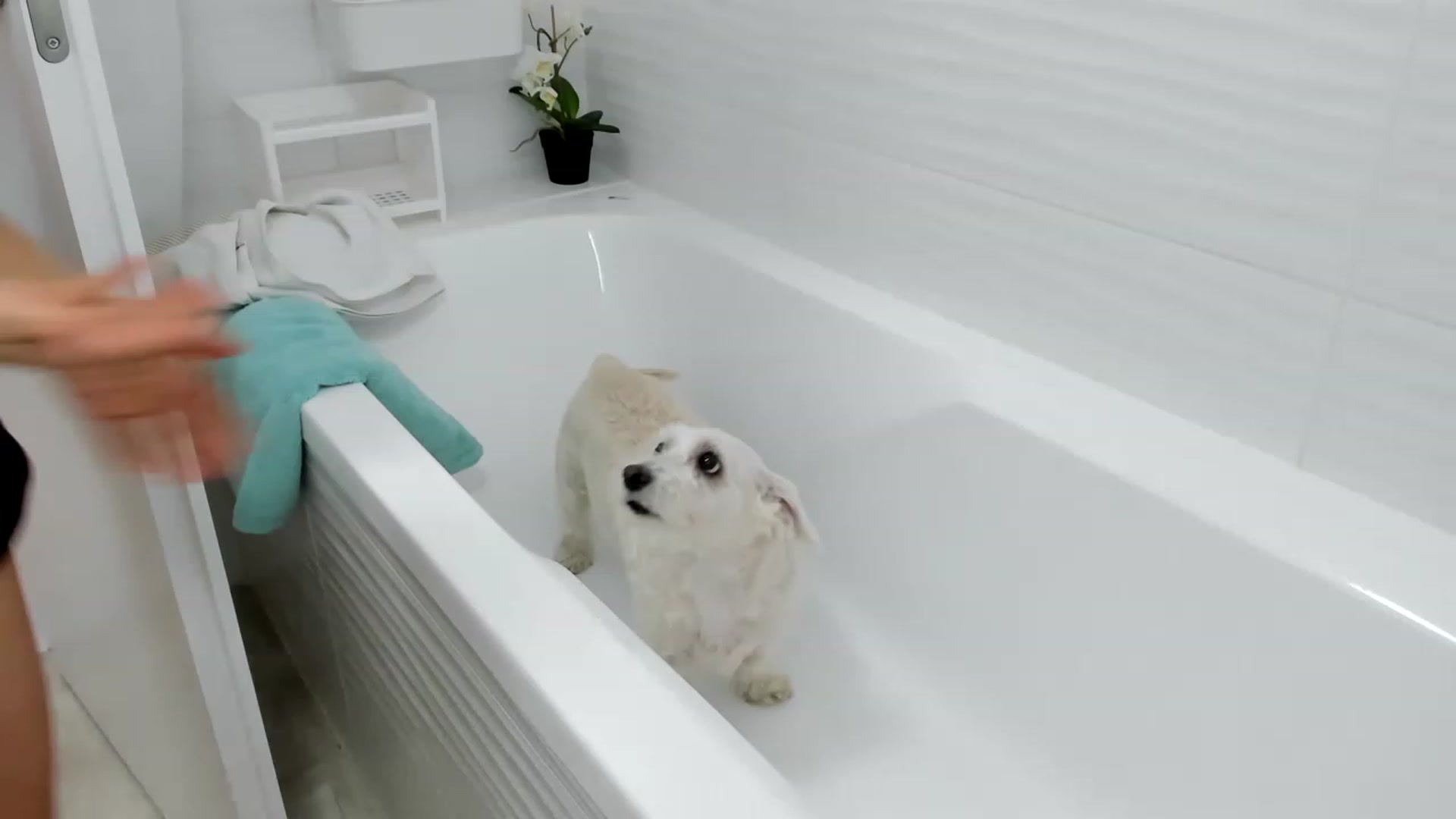 Gallery image thumbnail from Wennndyk's myfreecams stream on, 07/29/2023, 04:16 image 15 of 20