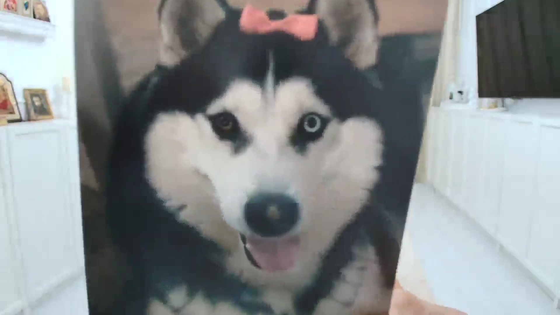 Gallery image thumbnail from Wennndyk's myfreecams stream on, 08/02/2025, 13:20 image 4 of 20
