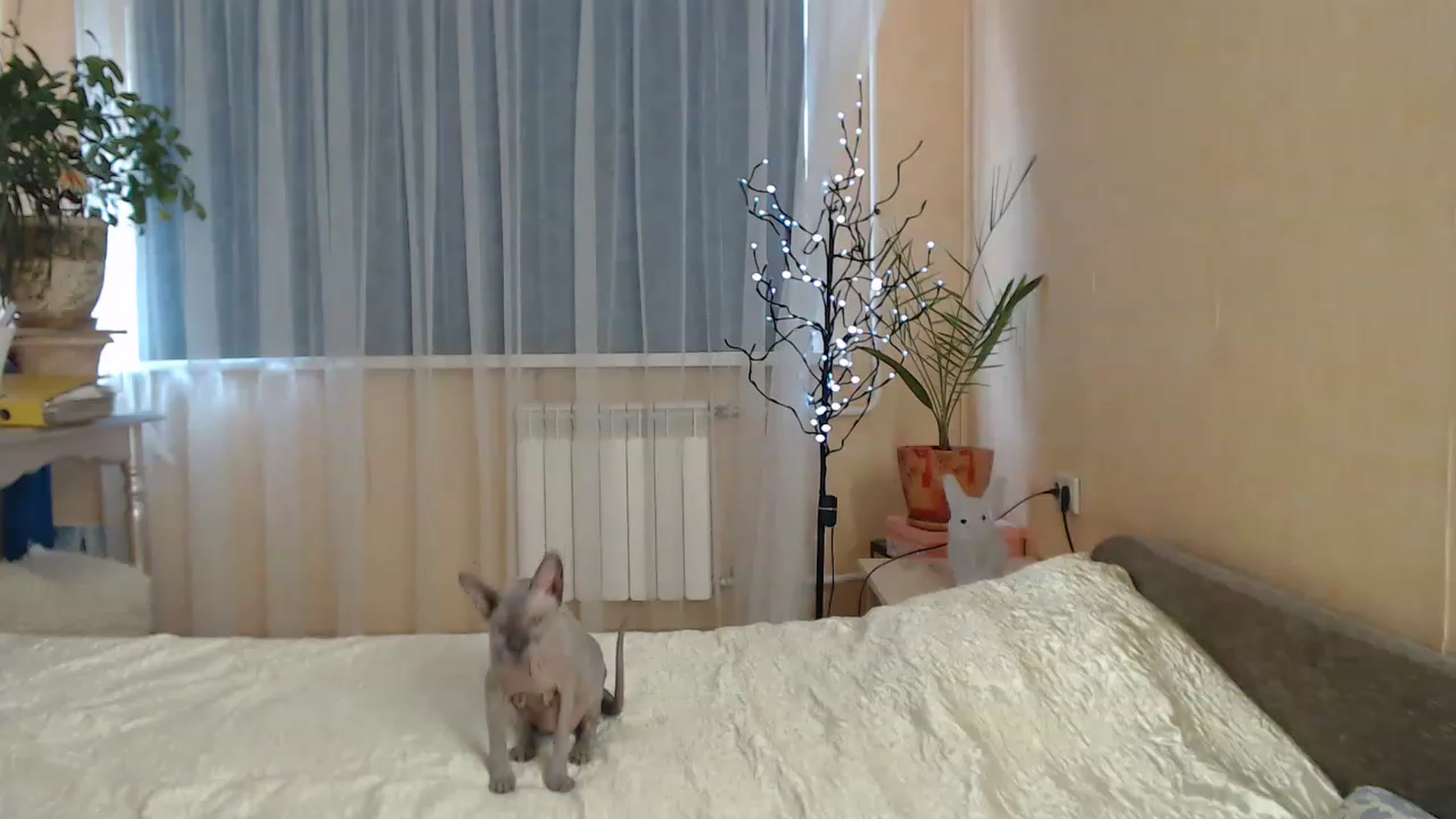 Gallery image thumbnail from Wild_kitten_'s myfreecams stream on, 04/13/2023, 04:38 image 12 of 20