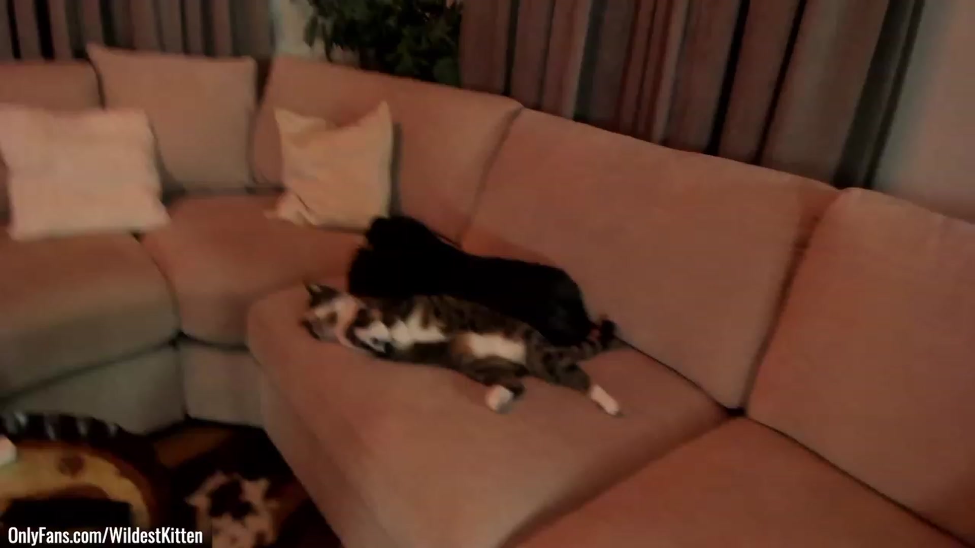 Gallery image thumbnail from WildestKitten's myfreecams stream on, 12/03/2022, 24:51 image 4 of 20