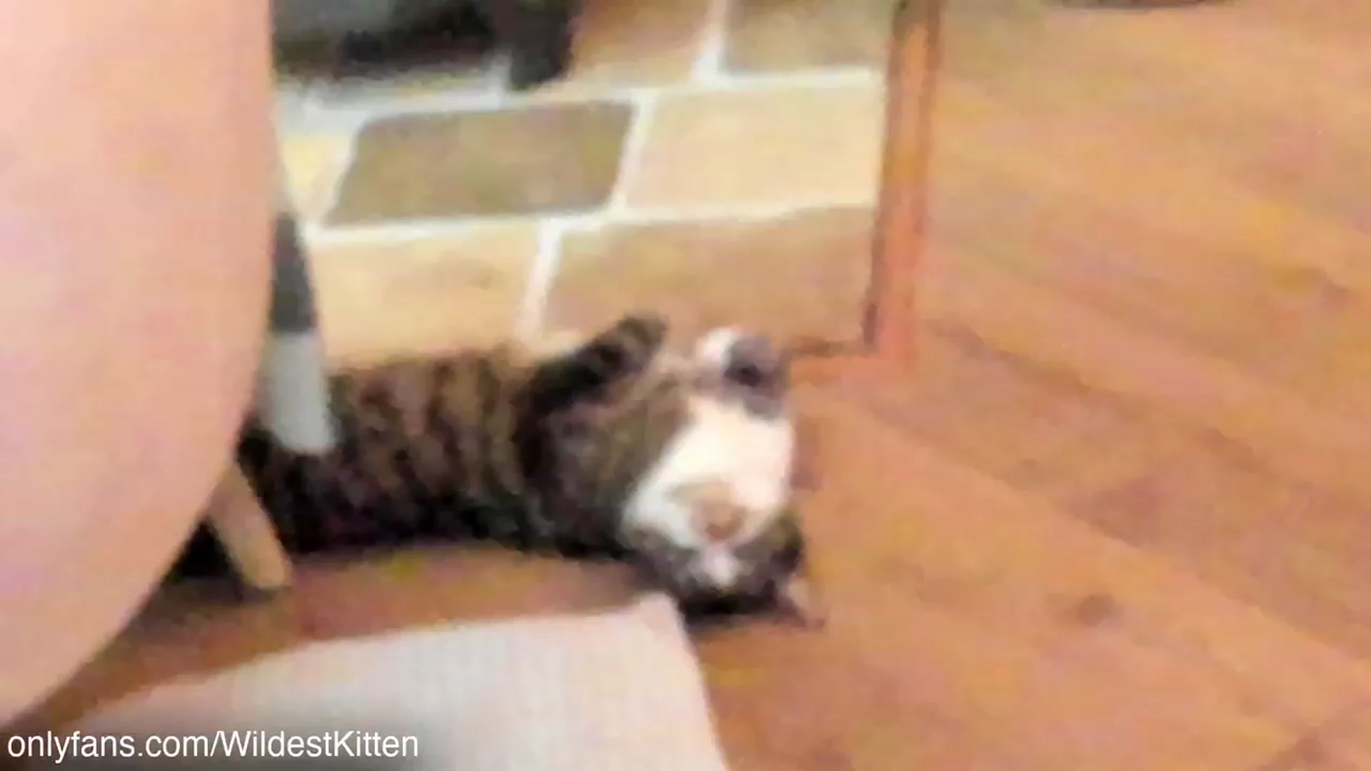 Gallery image thumbnail from WildestKitten's myfreecams stream on, 12/18/2022, 24:33 image 20 of 20