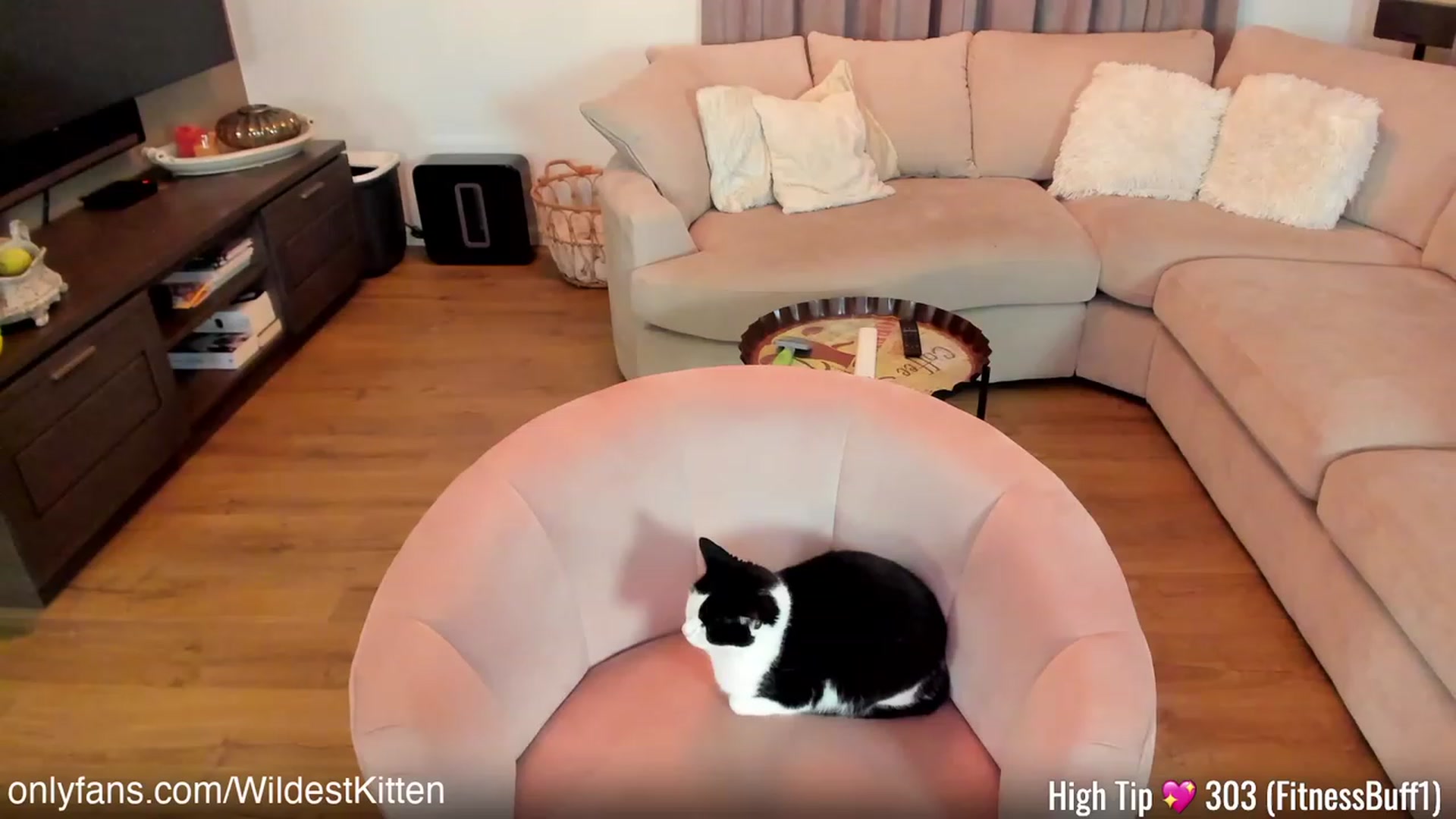 Gallery image thumbnail from WildestKitten's myfreecams stream on, 02/23/2023, 23:59 image 10 of 20