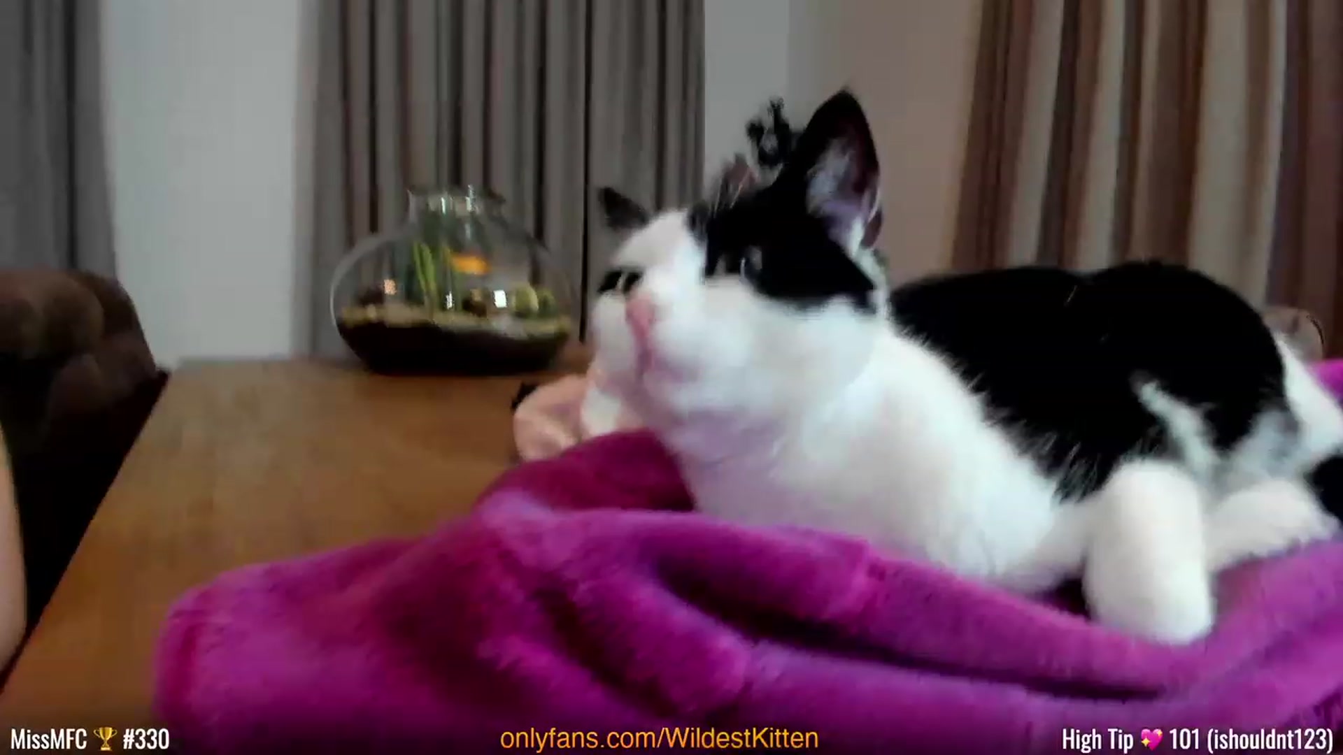 Gallery image thumbnail from WildestKitten's myfreecams stream on, 03/18/2023, 22:36 image 11 of 20