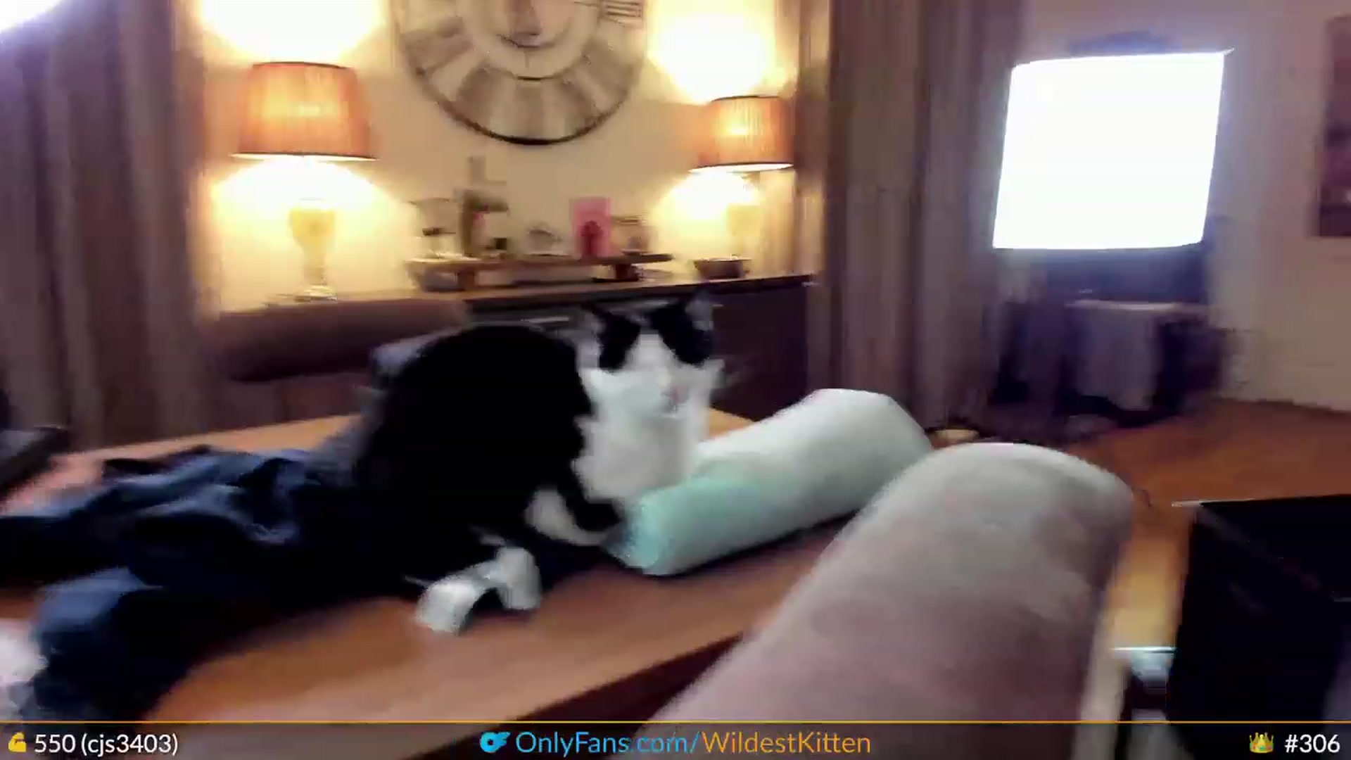 Gallery image thumbnail from WildestKitten's myfreecams stream on, 03/23/2023, 23:20 image 18 of 20