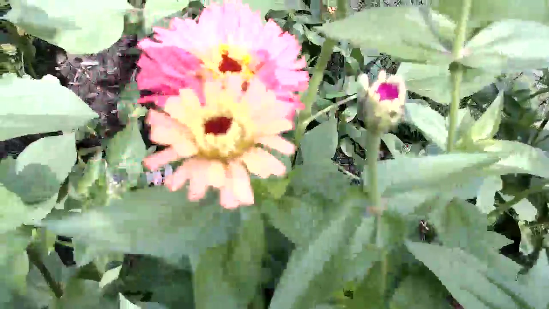 Gallery image thumbnail from WildflowerEm's myfreecams stream on, 09/16/2025, 15:45 image 18 of 20