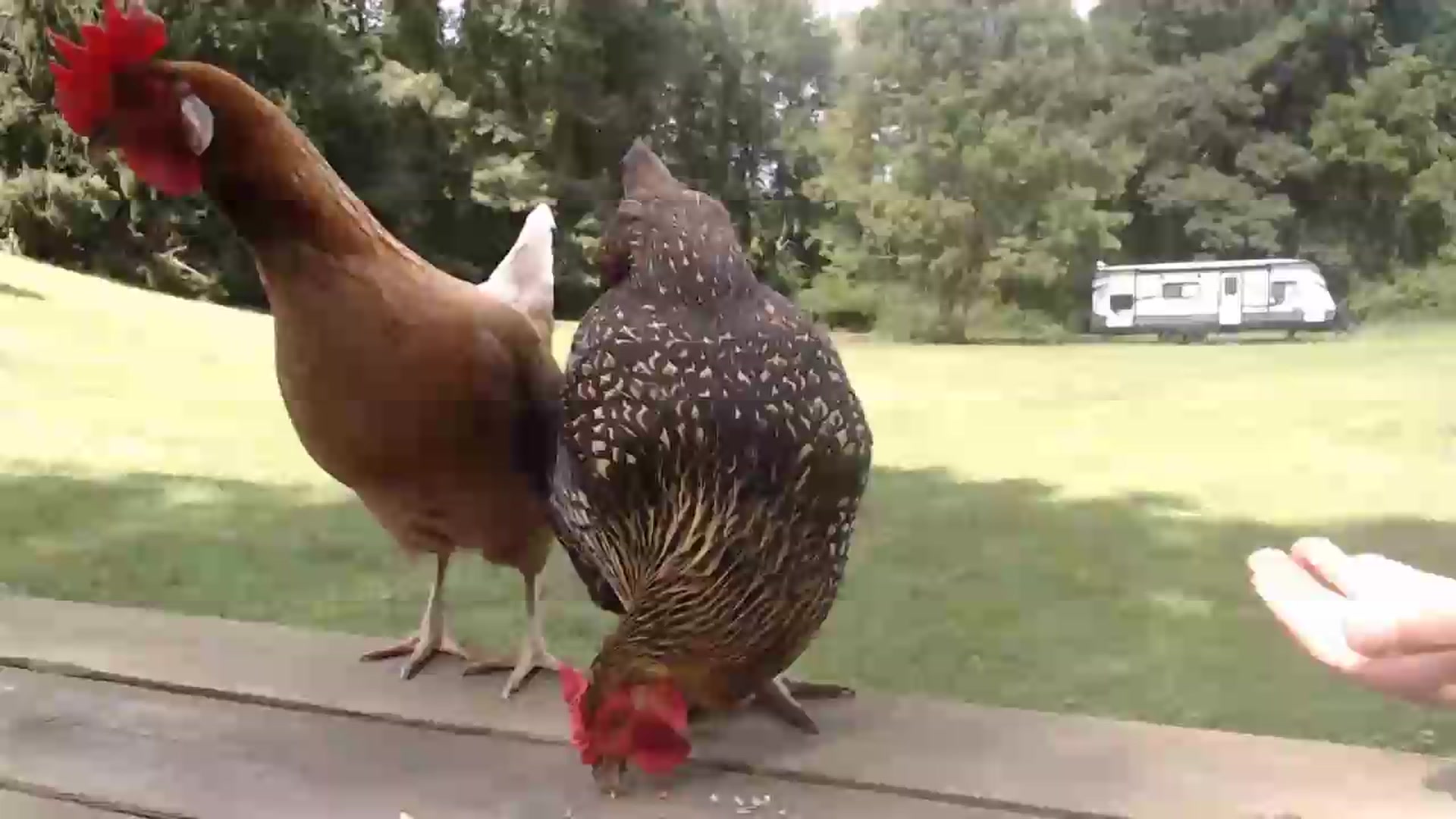 Gallery image thumbnail from WildflowerEm's myfreecams stream on, 09/08/2026, 18:21 image 4 of 20