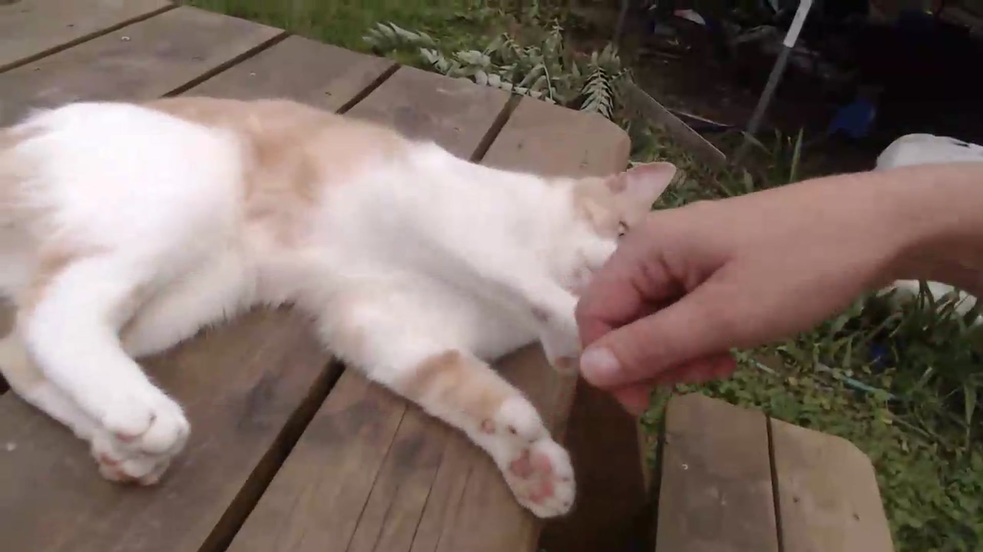 Gallery image thumbnail from WildflowerEm's myfreecams stream on, 09/08/2026, 18:21 image 18 of 20