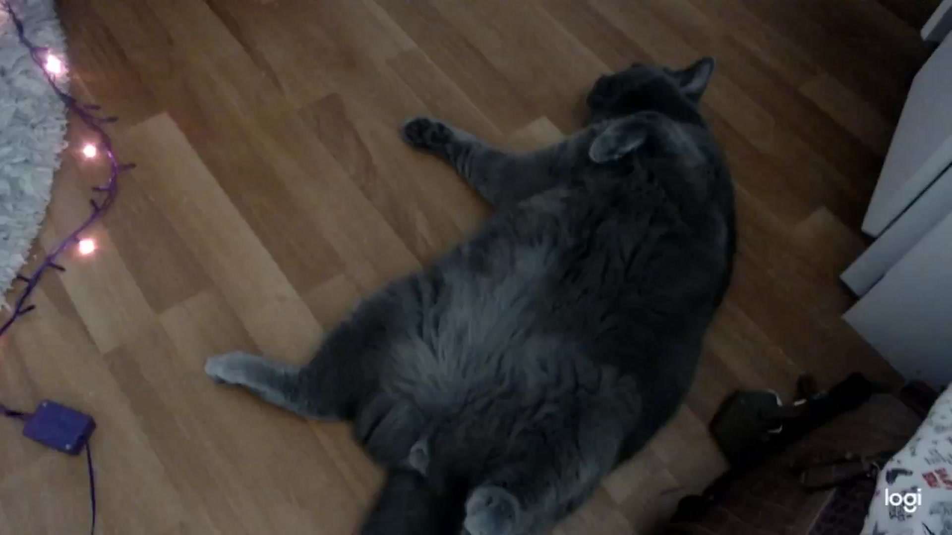 Gallery image thumbnail from WinterJewel's myfreecams stream on, 12/30/2024, 06:52 image 16 of 20