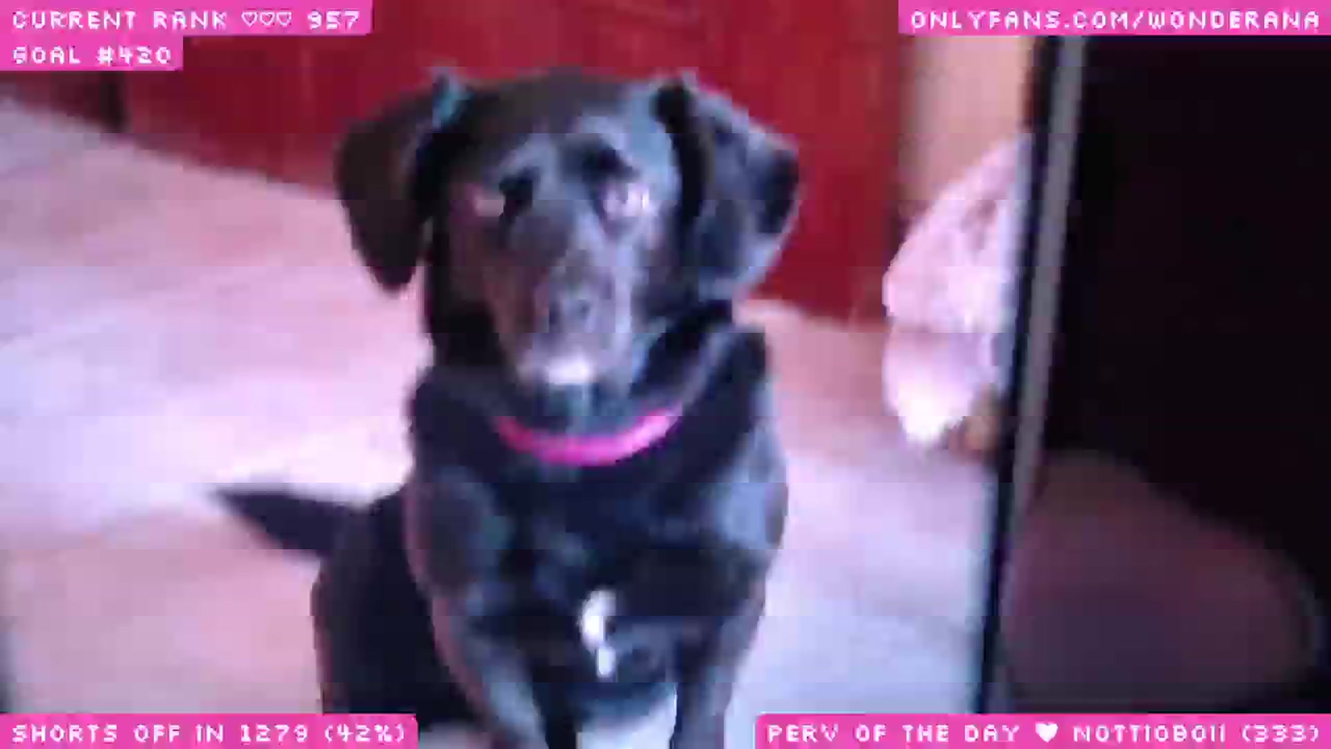 Gallery image thumbnail from WonderAna's myfreecams stream on, 06/26/2025, 03:37 image 5 of 20