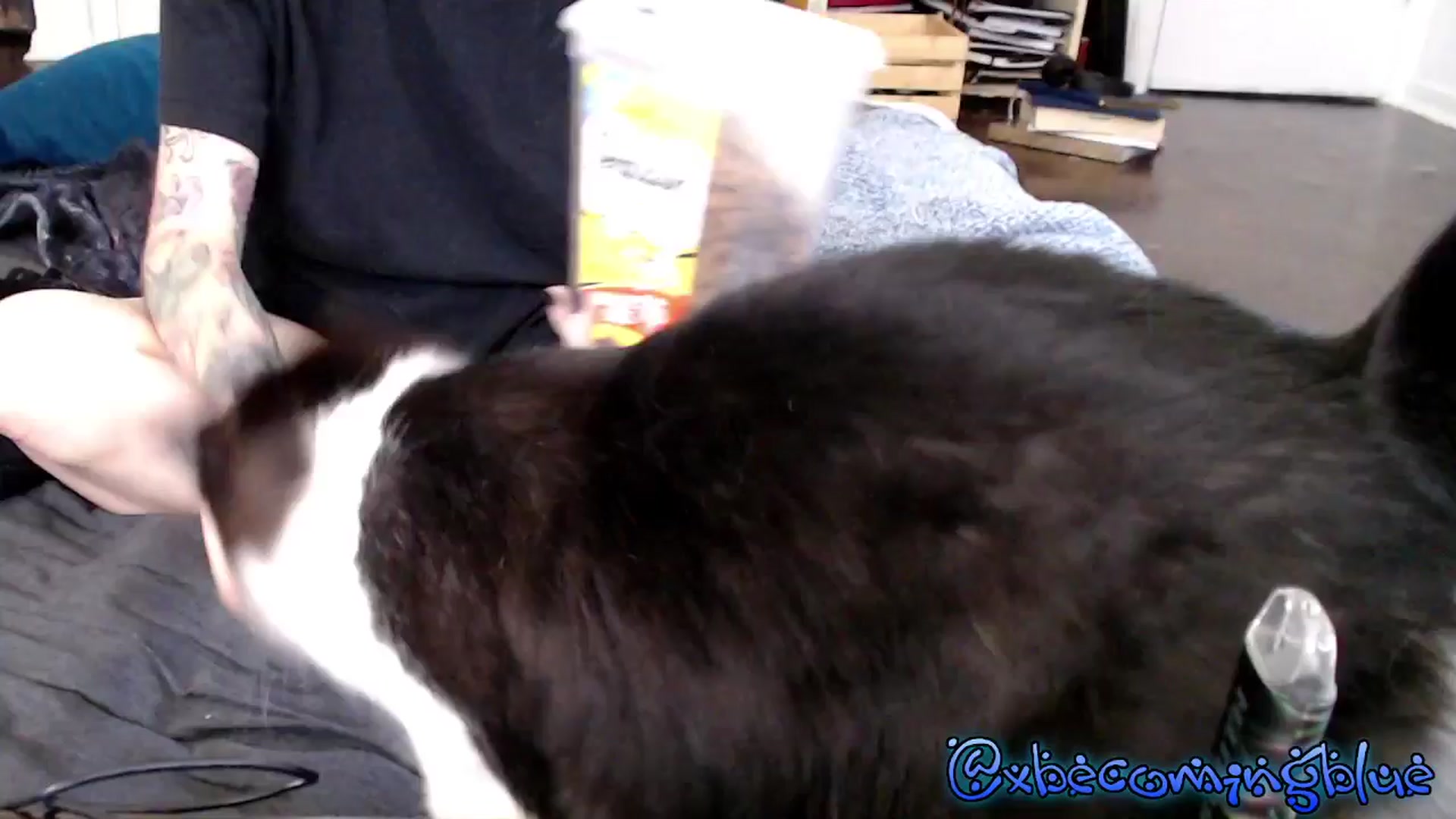 Gallery image thumbnail from Xbecomingblue's myfreecams stream on, 05/10/2025, 18:09 image 16 of 20