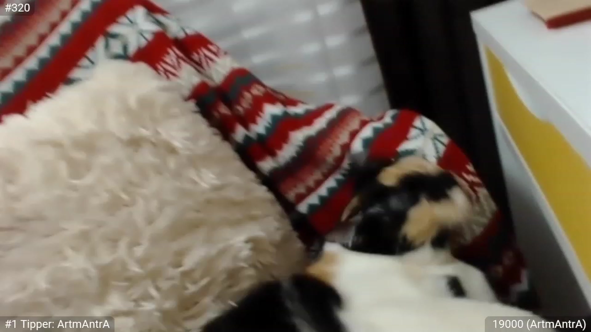 Gallery image thumbnail from XmasXcitedGal's myfreecams stream on, 12/25/2022, 22:28 image 15 of 20