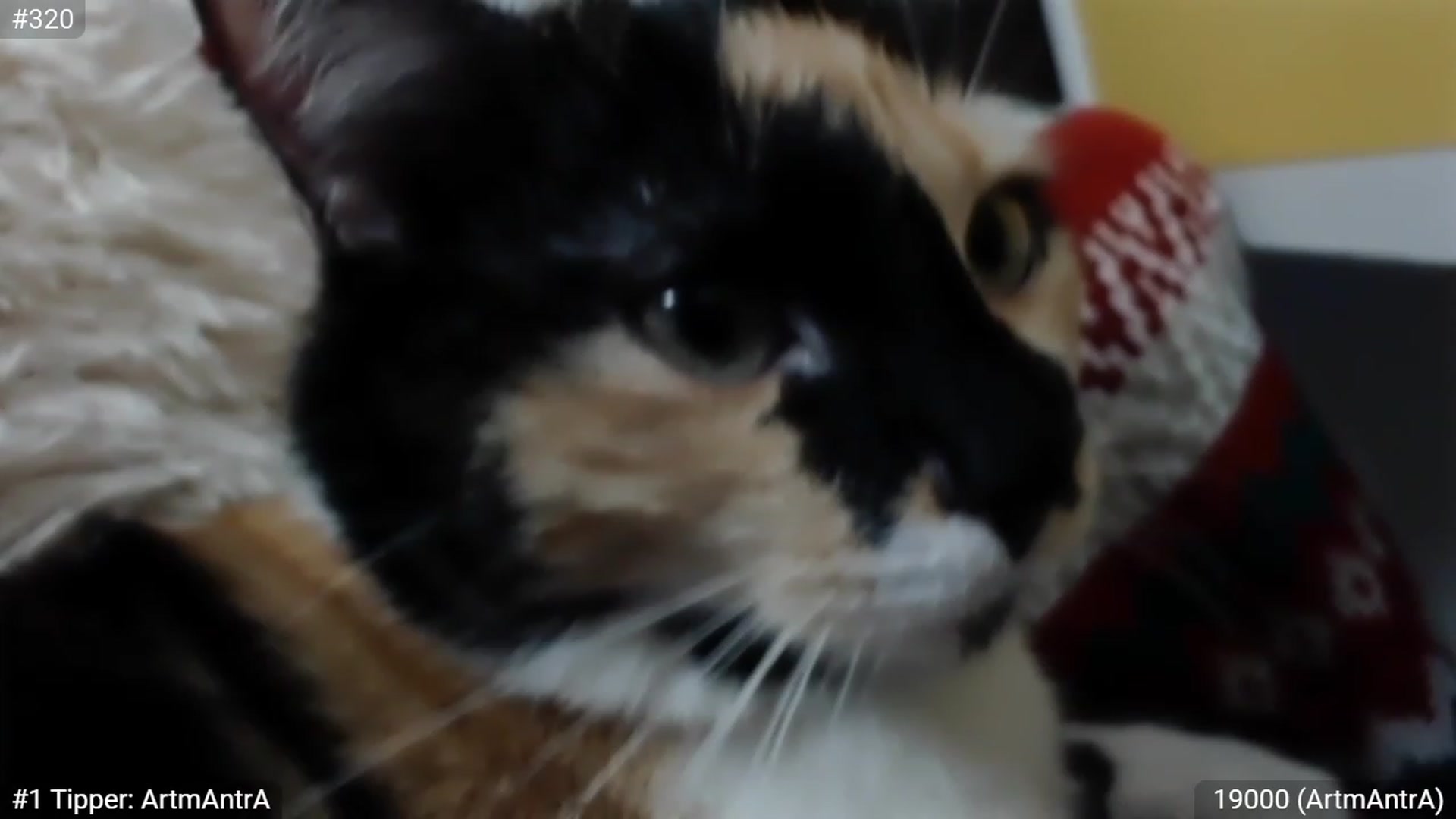 Gallery image thumbnail from XmasXcitedGal's myfreecams stream on, 12/25/2022, 22:28 image 12 of 20