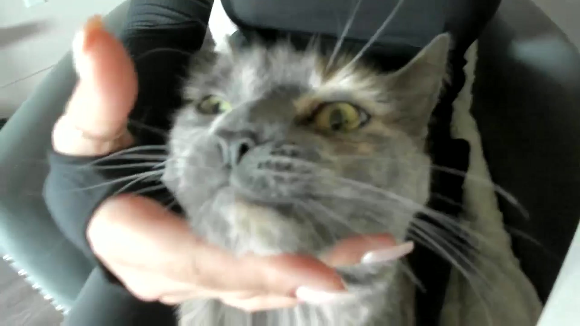 Gallery image thumbnail from YourGoddessLu's myfreecams stream on, 02/25/2026, 22:34 image 8 of 20