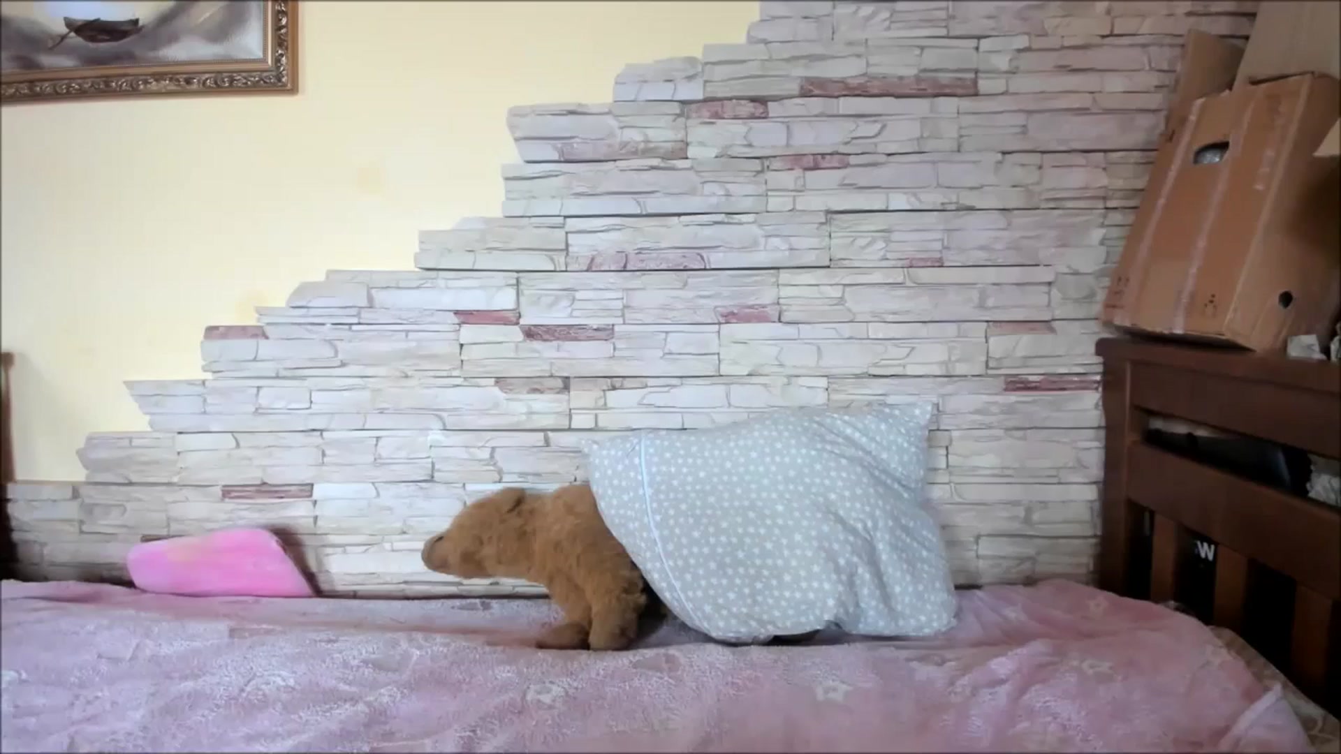 Gallery image thumbnail from YourPupsik's myfreecams stream on, 02/18/2024, 12:12 image 18 of 20
