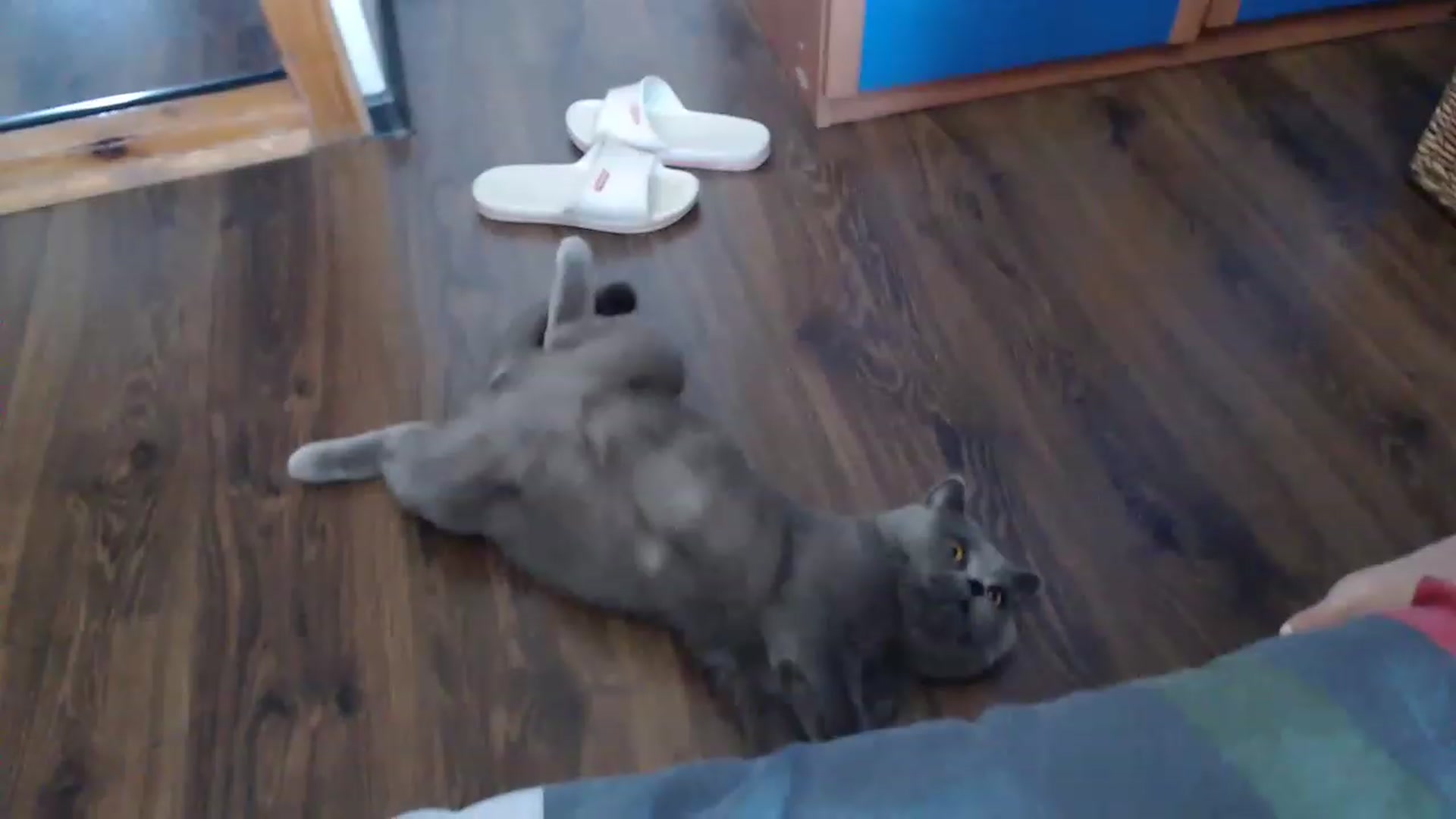 Gallery image thumbnail from Yummy_Mia's myfreecams stream on, 06/24/2023, 09:56 image 20 of 20