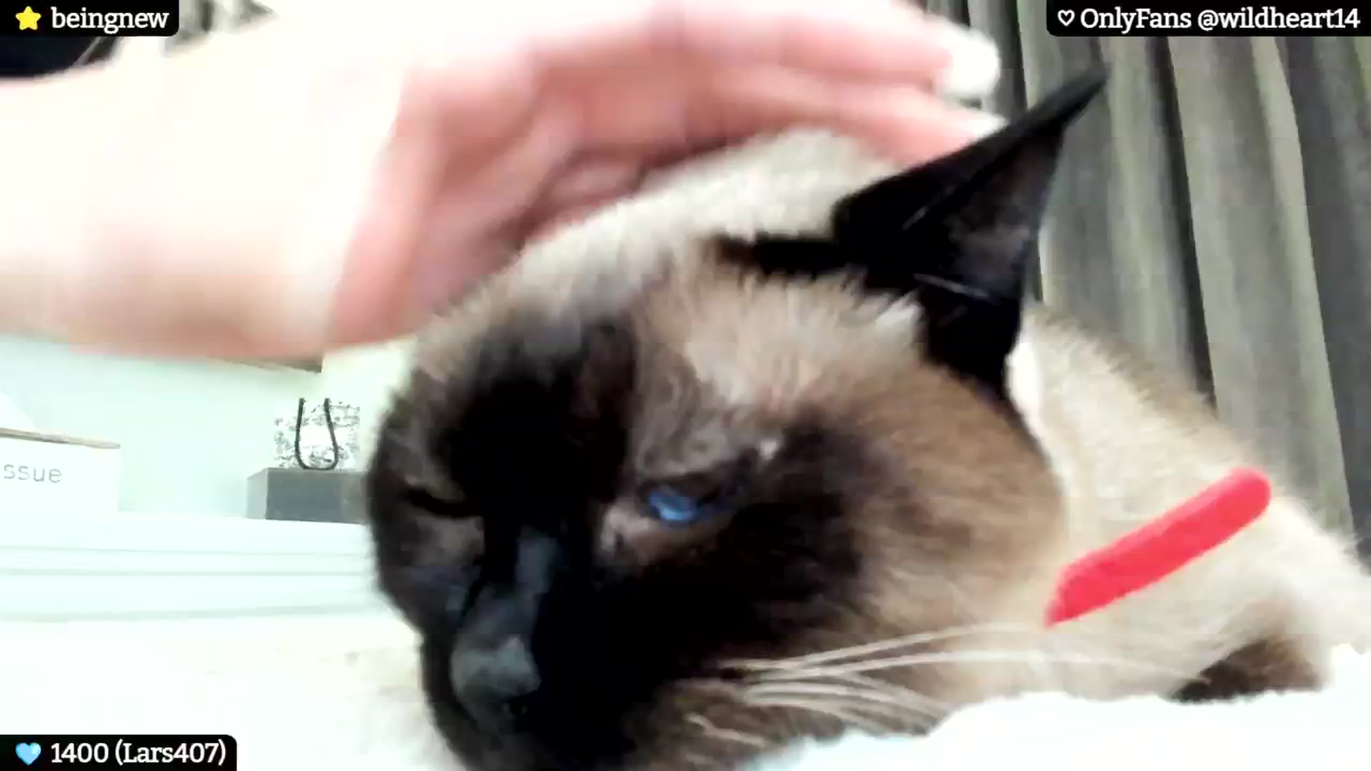 Gallery image thumbnail from Yveline's myfreecams stream on, 09/23/2024, 19:54 image 15 of 20