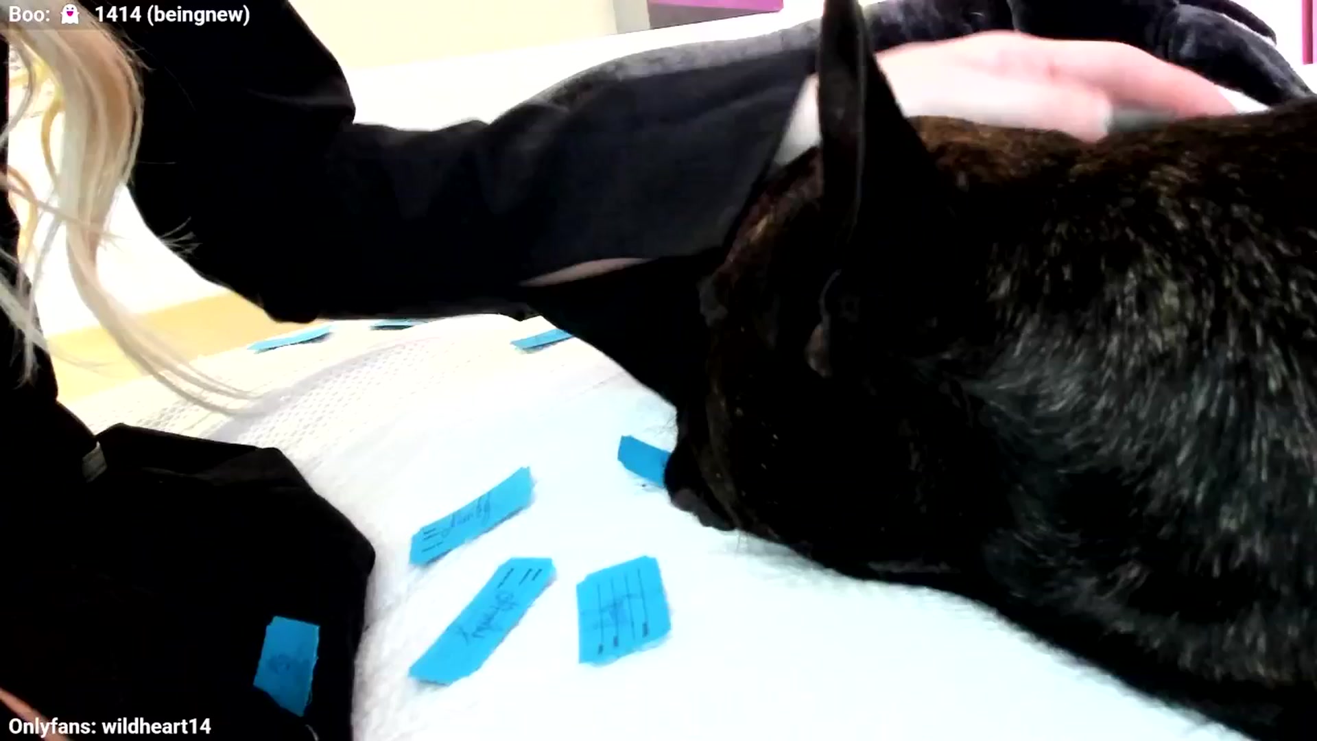 Gallery image thumbnail from Yveline's myfreecams stream on, 10/31/2025, 22:38 image 13 of 20