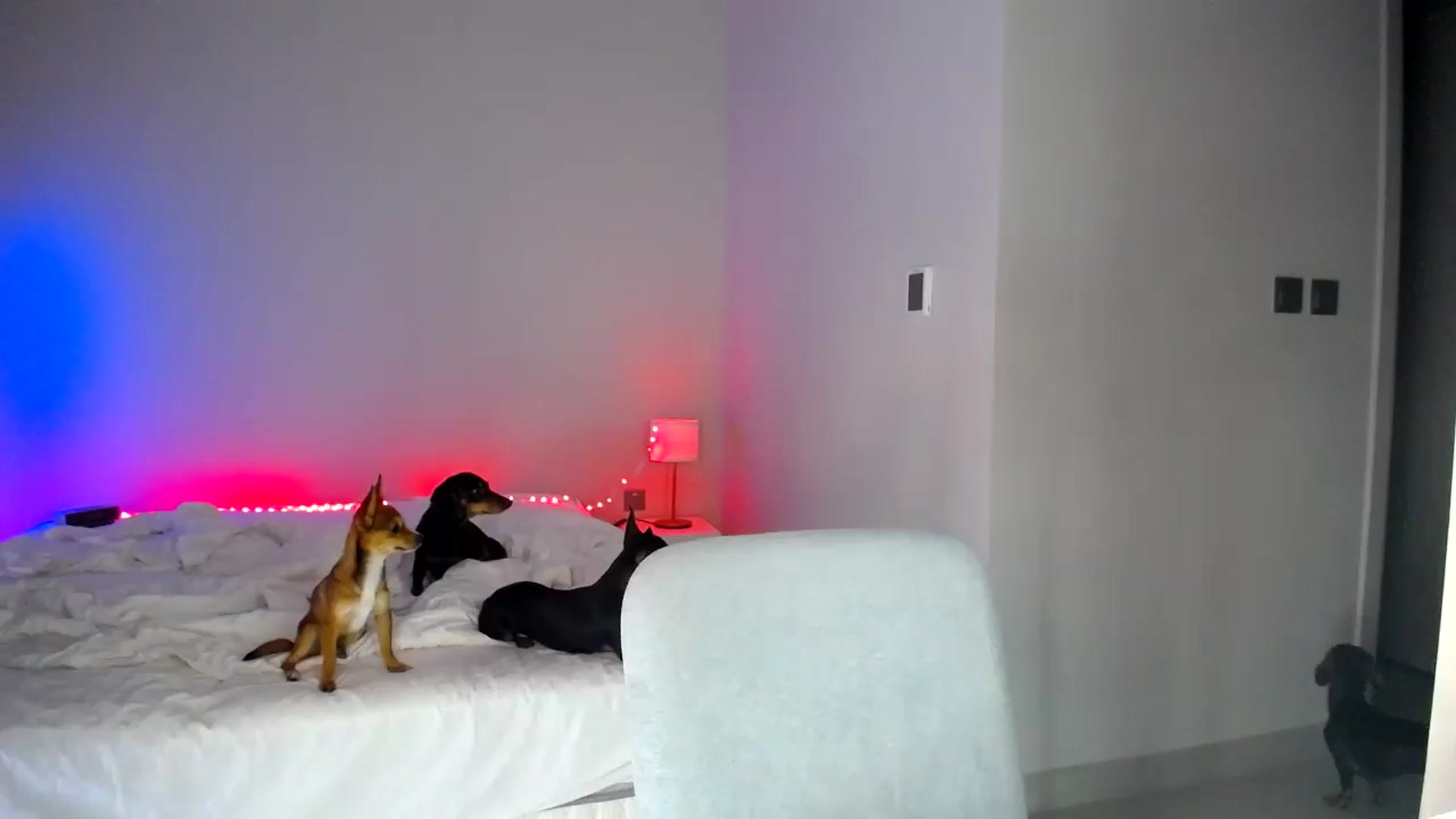 Gallery image thumbnail from aaaaaaaaaaaay's myfreecams stream on, 02/21/2026, 06:55 image 17 of 20