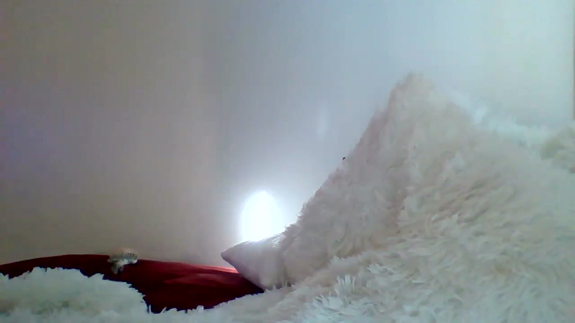 Gallery image thumbnail from amoredior420's myfreecams stream on, 08/17/2023, 17:29 image 3 of 20