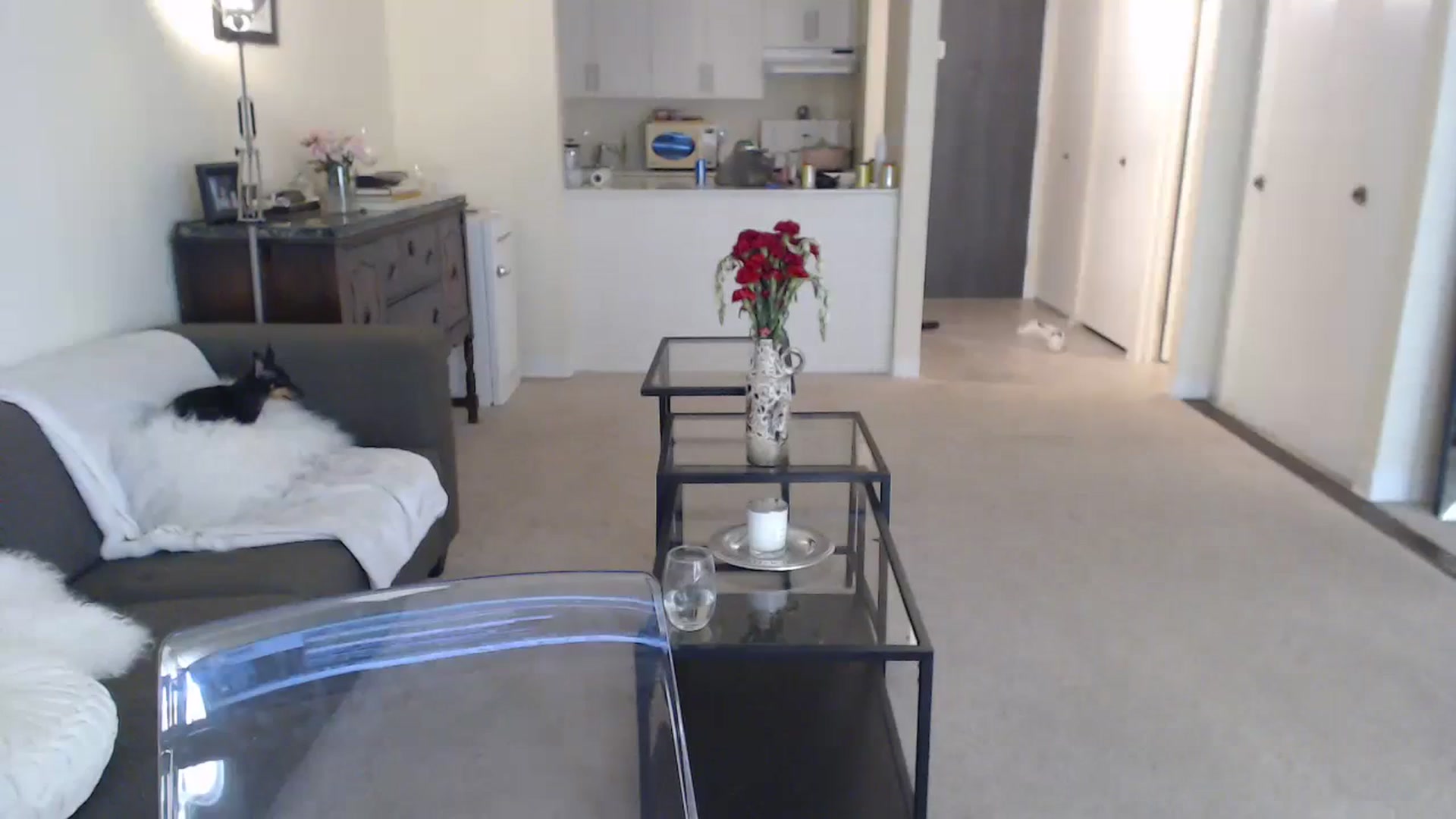 Gallery image thumbnail from angelpuppygrl's myfreecams stream on, 08/30/2023, 14:03 image 8 of 20