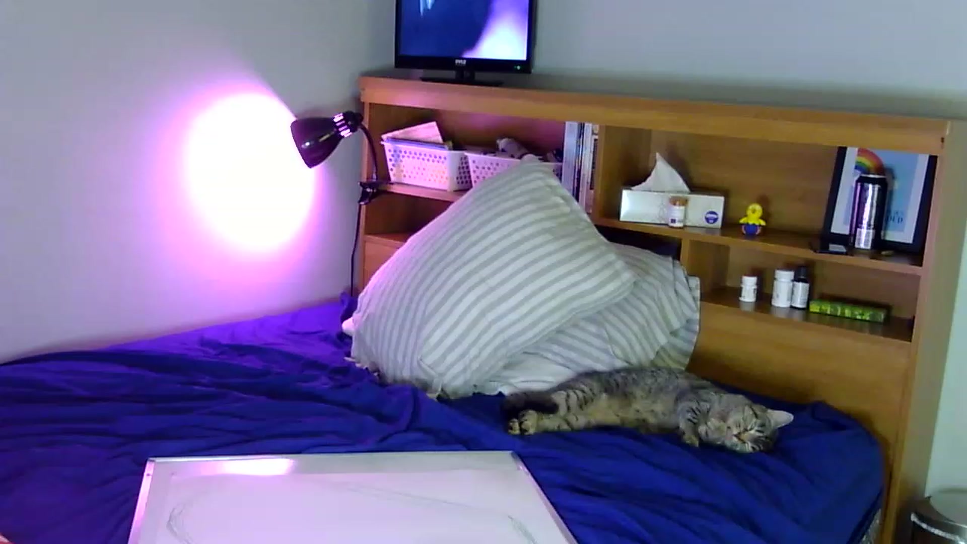 Gallery image thumbnail from antidreamgirl's myfreecams stream on, 03/27/2023, 11:39 image 8 of 20