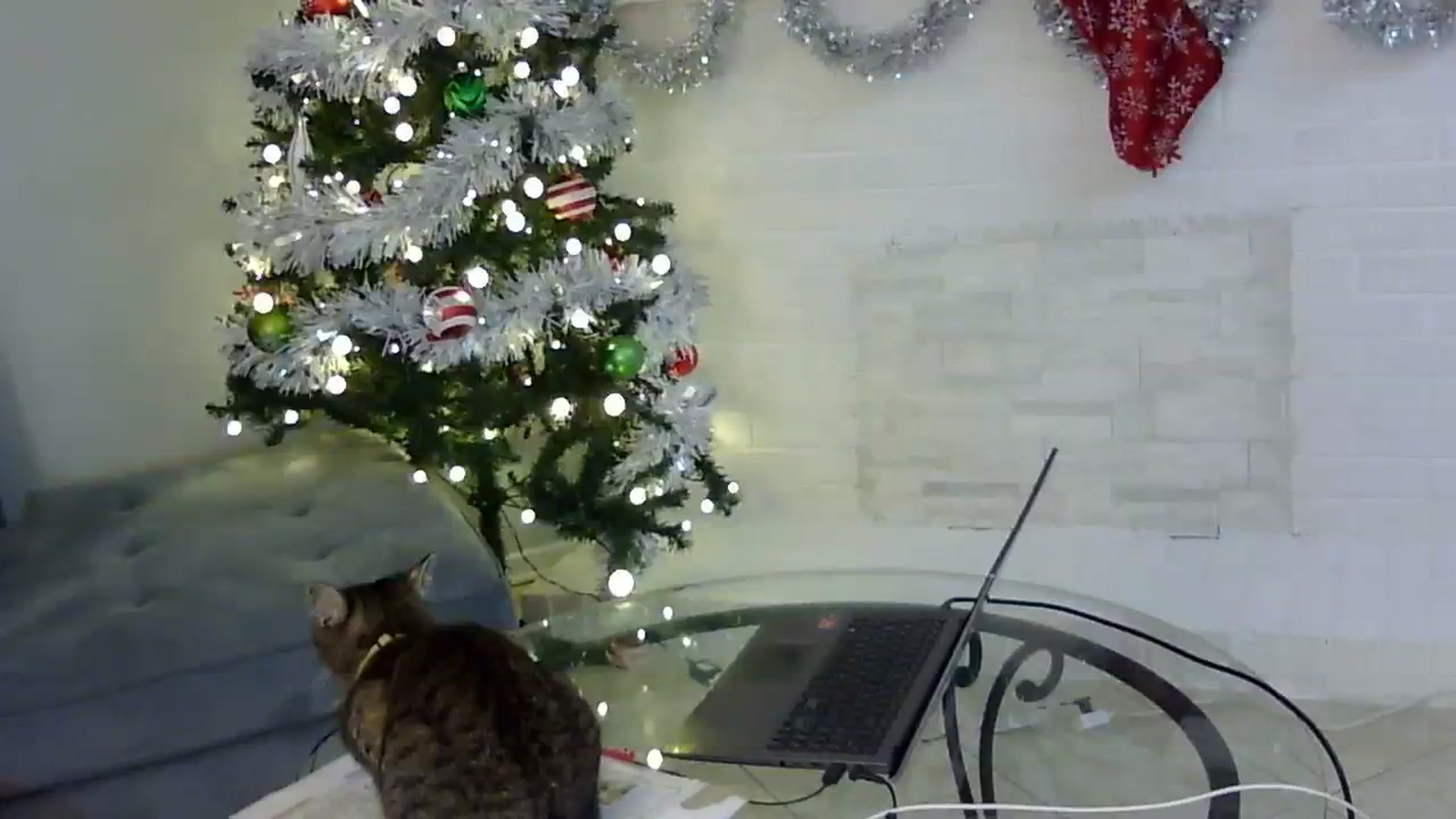 Gallery image thumbnail from antidreamgirl's myfreecams stream on, 12/25/2023, 09:13 image 15 of 20