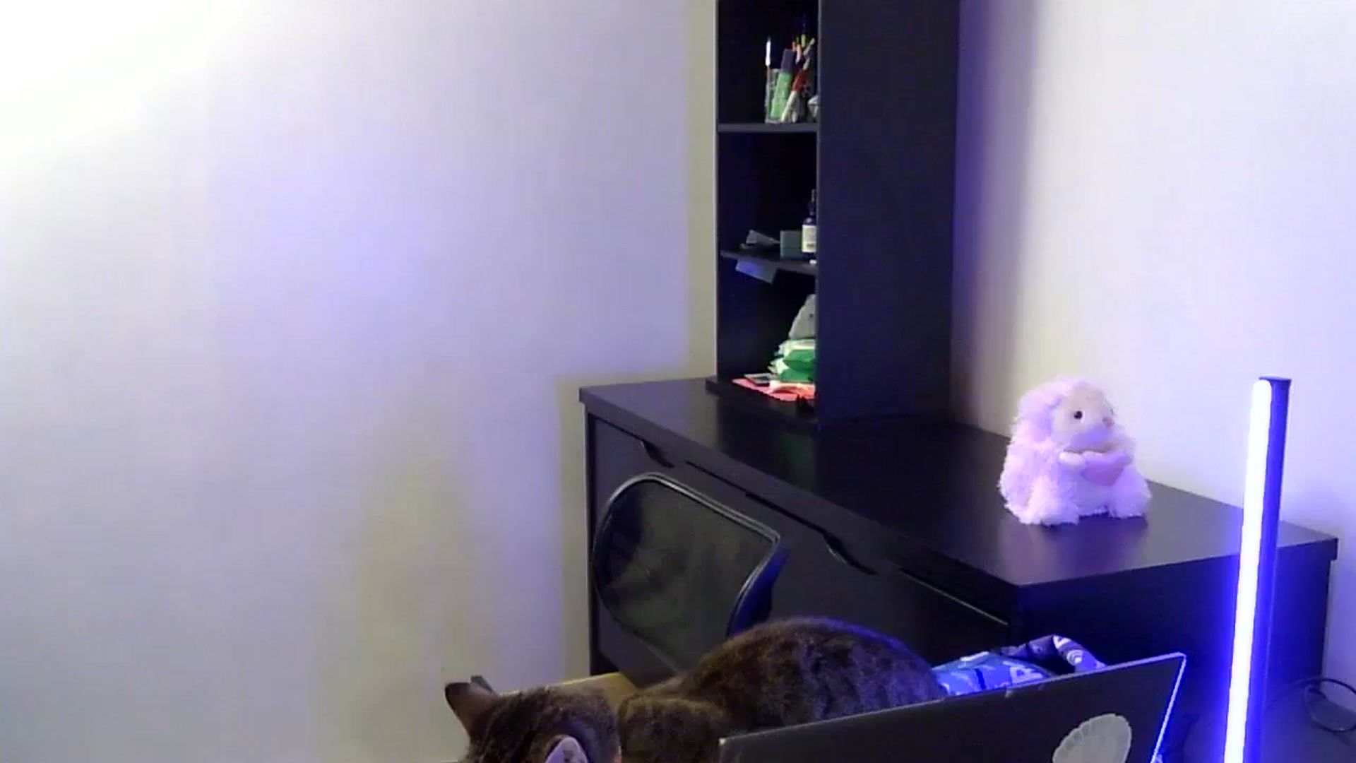 Gallery image thumbnail from antidreamgirl's myfreecams stream on, 03/30/2024, 04:40 image 20 of 20