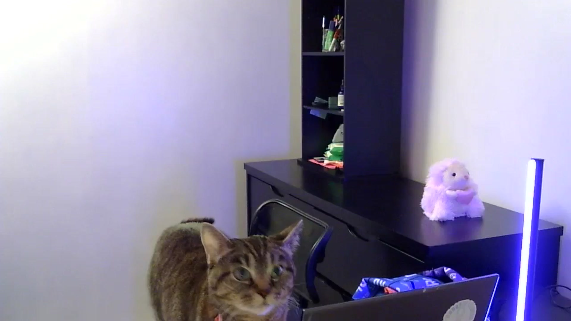 Gallery image thumbnail from antidreamgirl's myfreecams stream on, 03/30/2024, 04:40 image 19 of 20