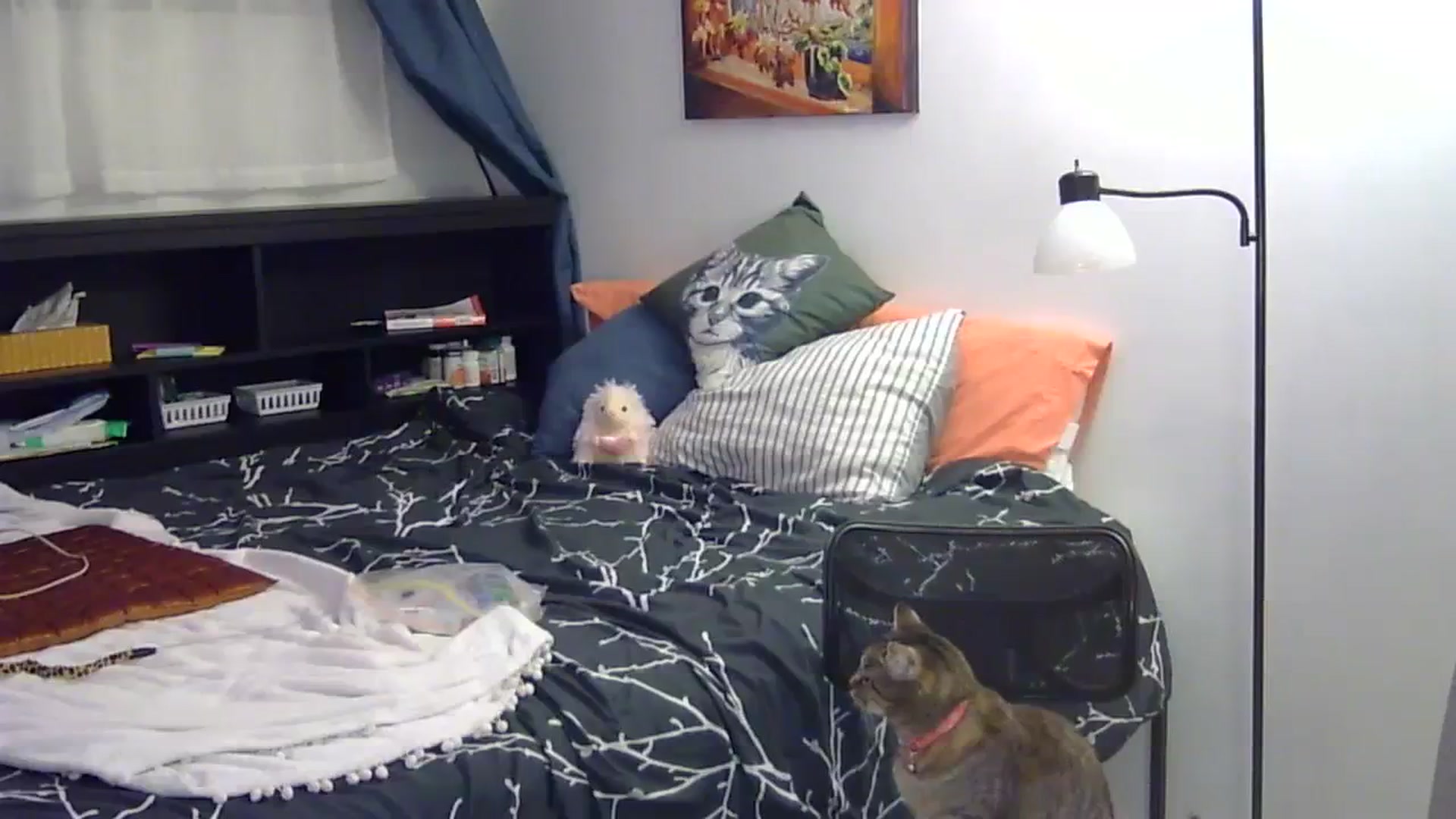 Gallery image thumbnail from antidreamgirl's myfreecams stream on, 04/09/2024, 04:37 image 6 of 20