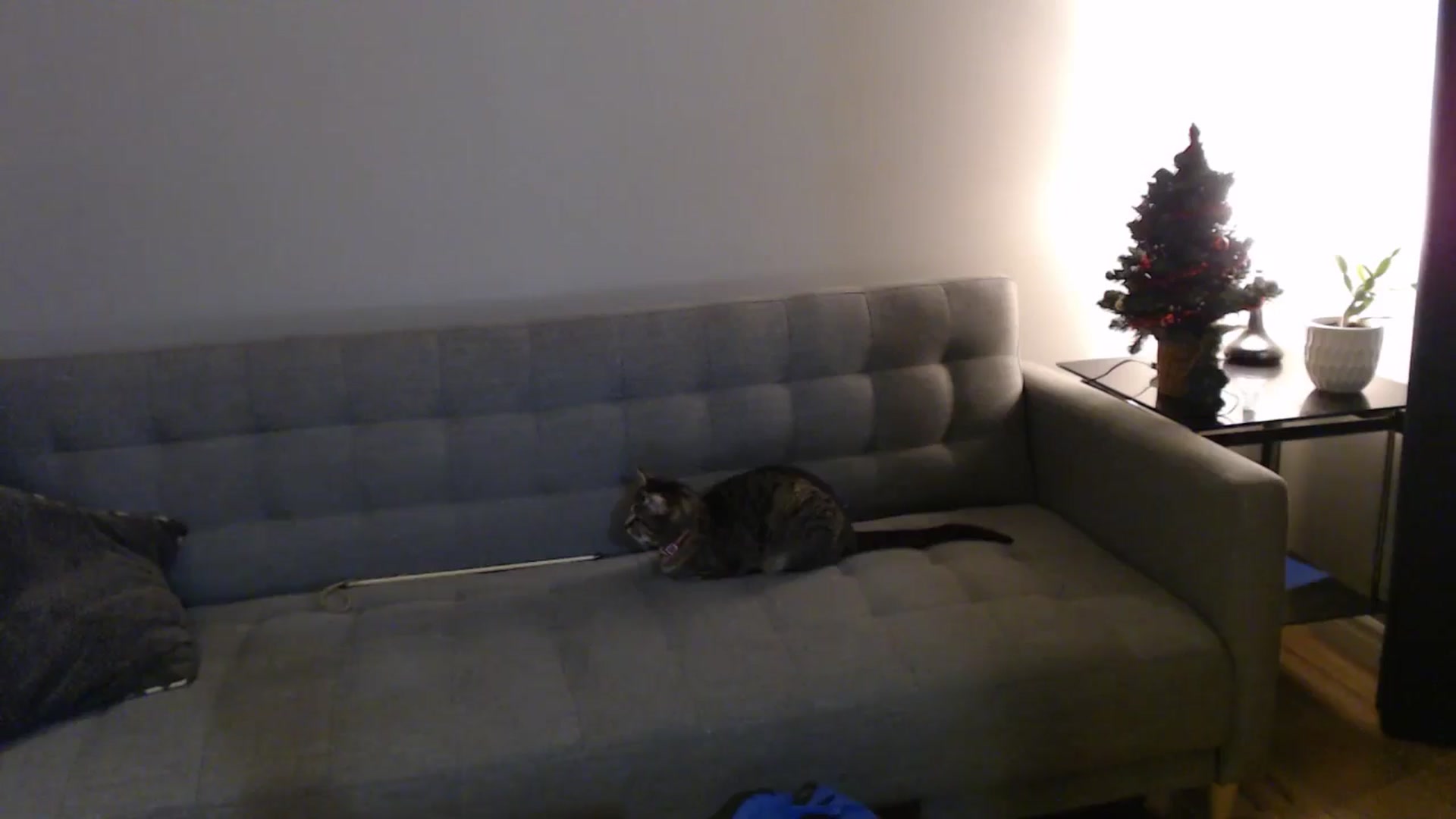 Gallery image thumbnail from antidreamgirl's myfreecams stream on, 12/10/2024, 06:36 image 3 of 20