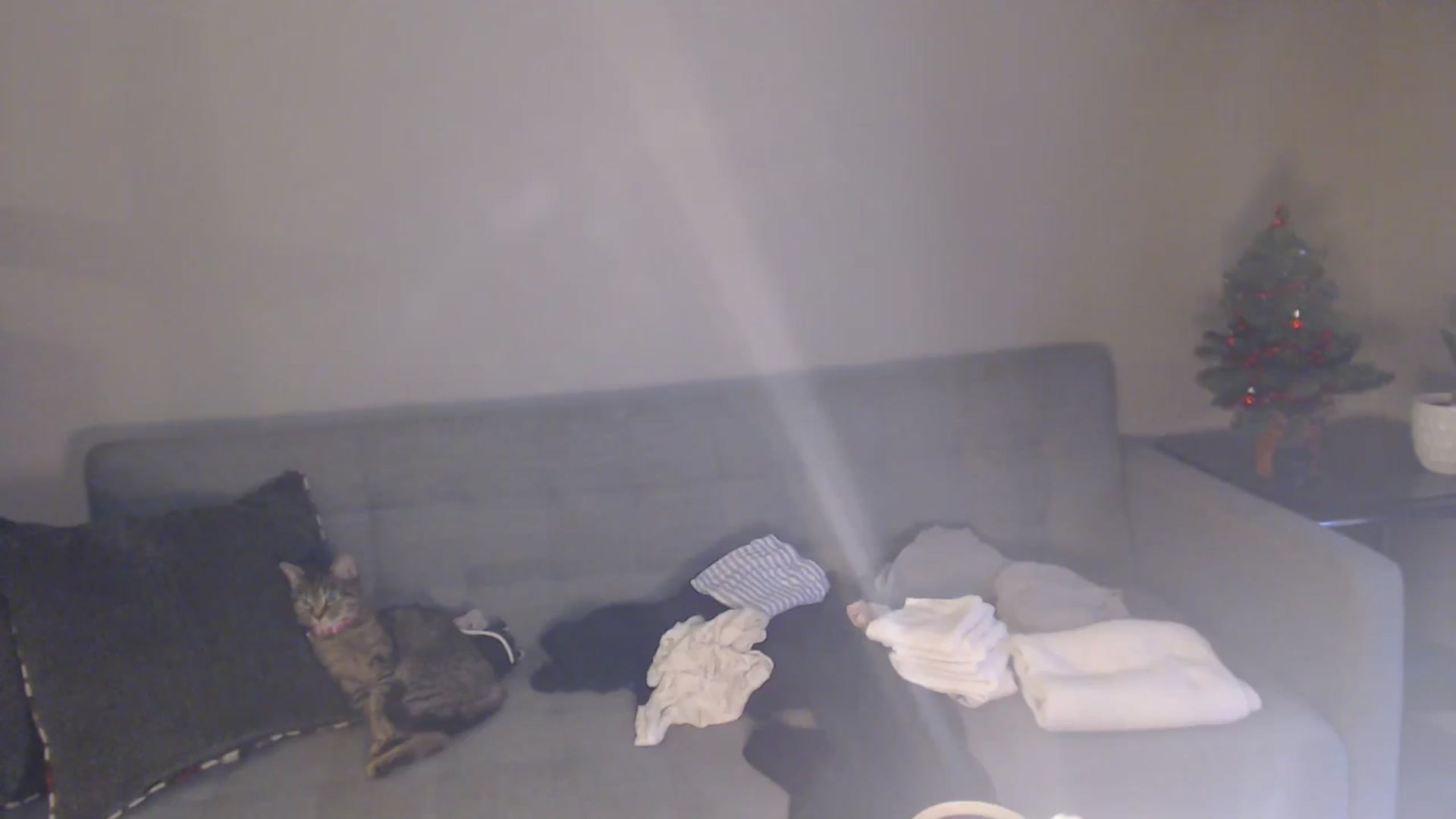 Gallery image thumbnail from antidreamgirl's myfreecams stream on, 12/18/2024, 21:31 image 16 of 20