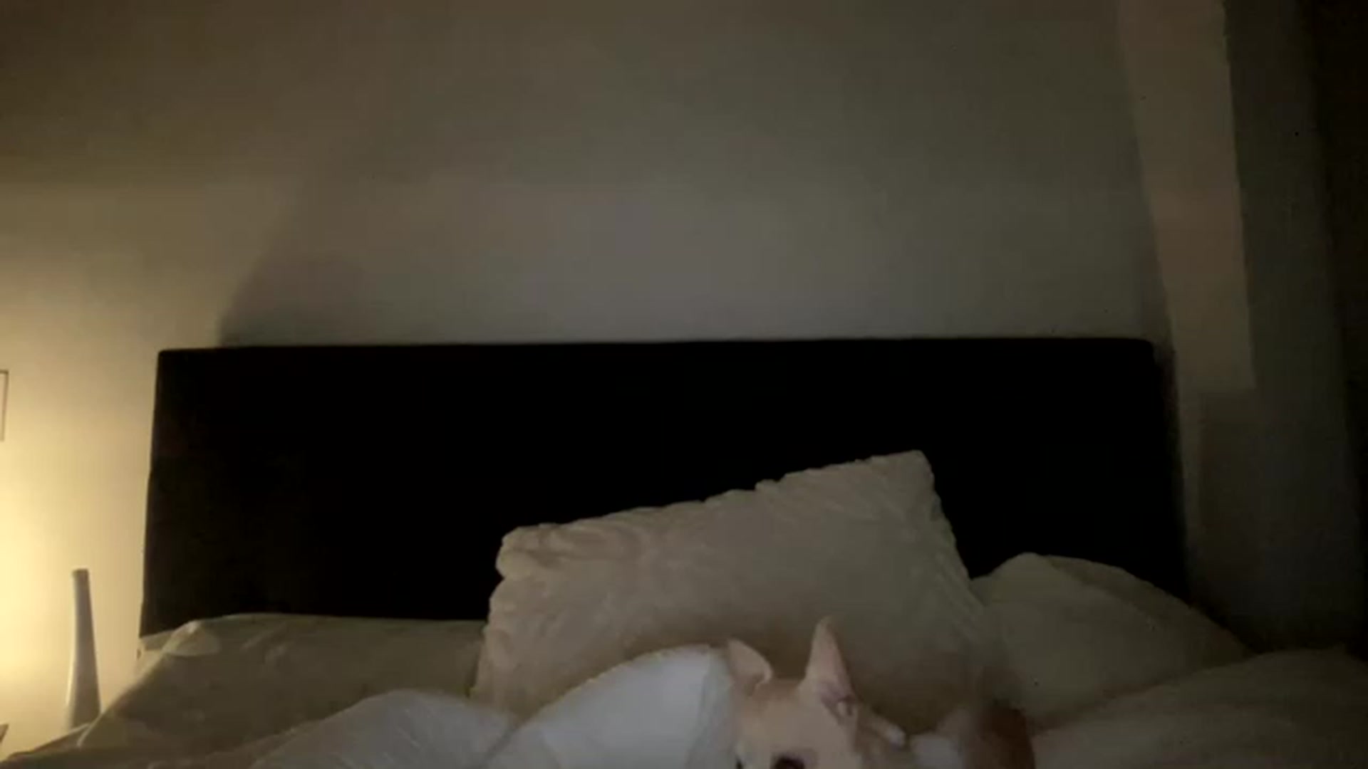 Gallery image thumbnail from bbylexixo's myfreecams stream on, 03/27/2023, 10:38 image 19 of 20