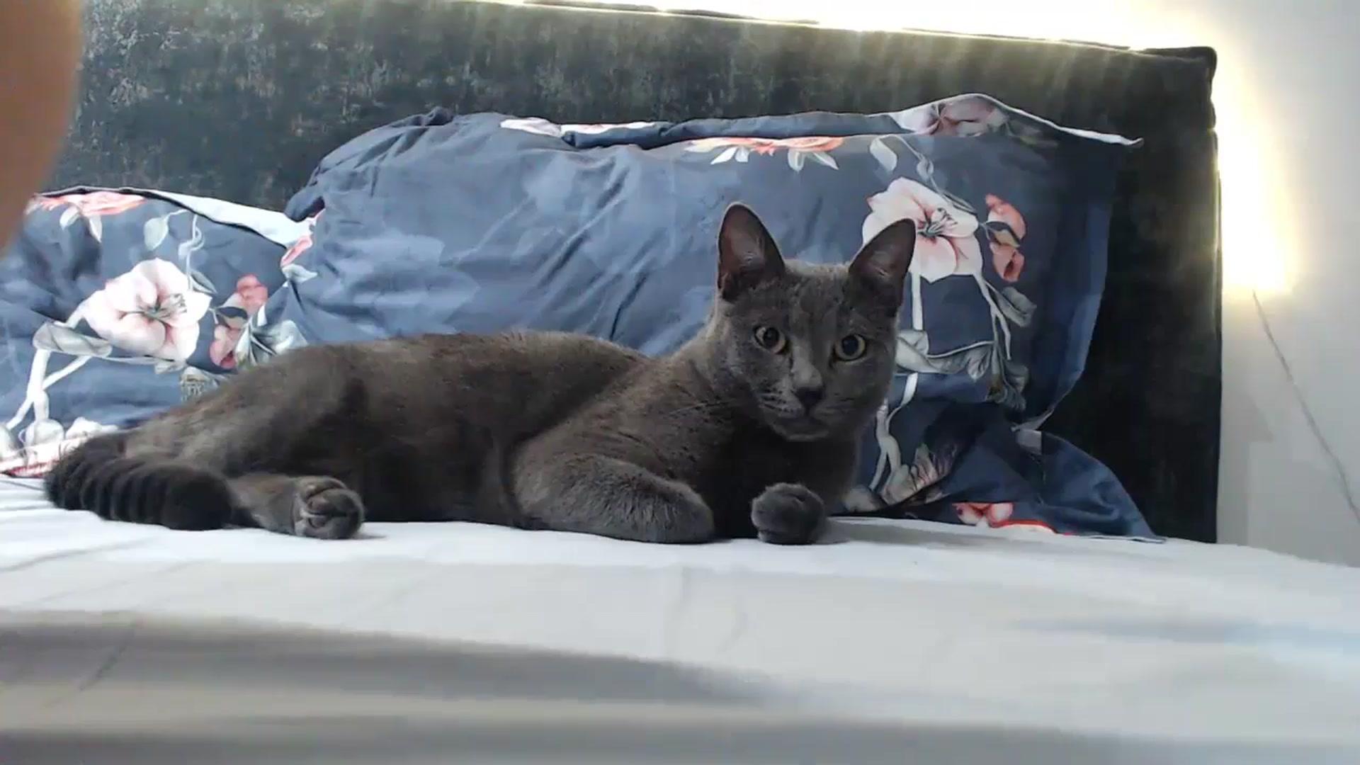 Gallery image thumbnail from bridetobe's myfreecams stream on, 12/07/2023, 03:51 image 17 of 20