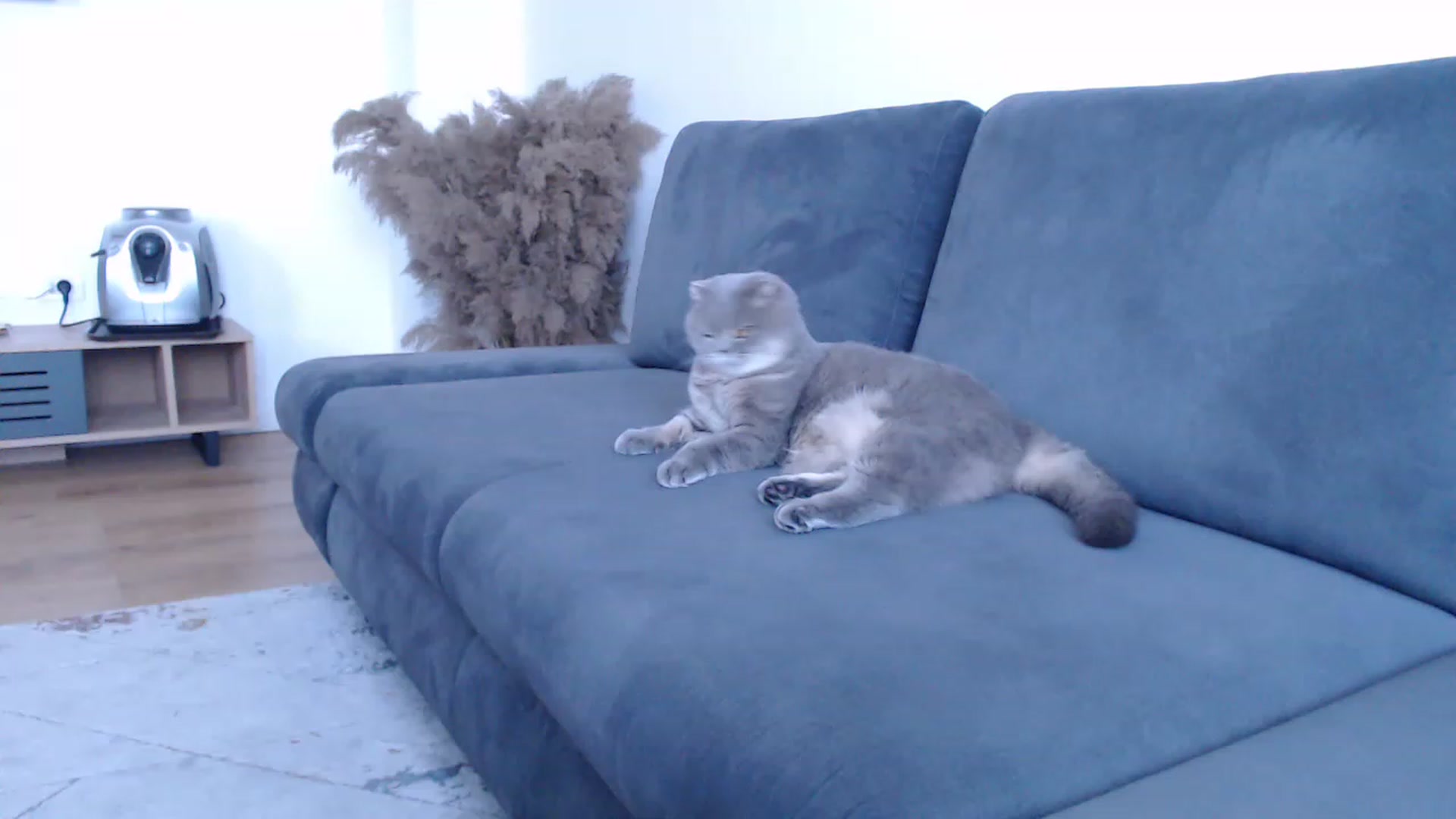 Gallery image thumbnail from call_me_em's myfreecams stream on, 04/27/2023, 17:29 image 9 of 20