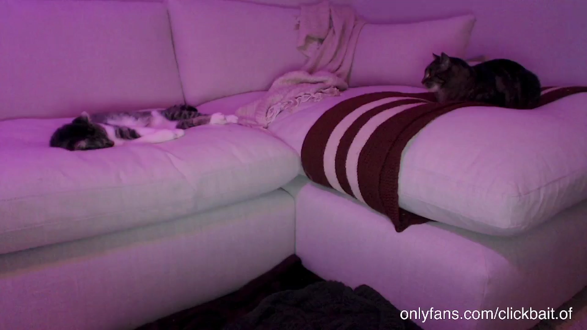 Gallery image thumbnail from clickbait_'s myfreecams stream on, 12/09/2024, 04:06 image 11 of 20