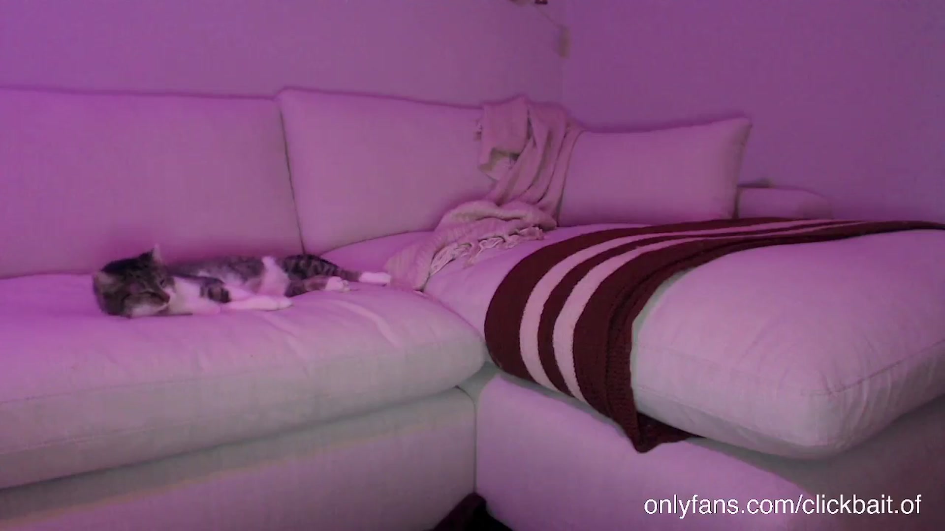 Gallery image thumbnail from clickbait_'s myfreecams stream on, 12/09/2024, 04:06 image 3 of 20