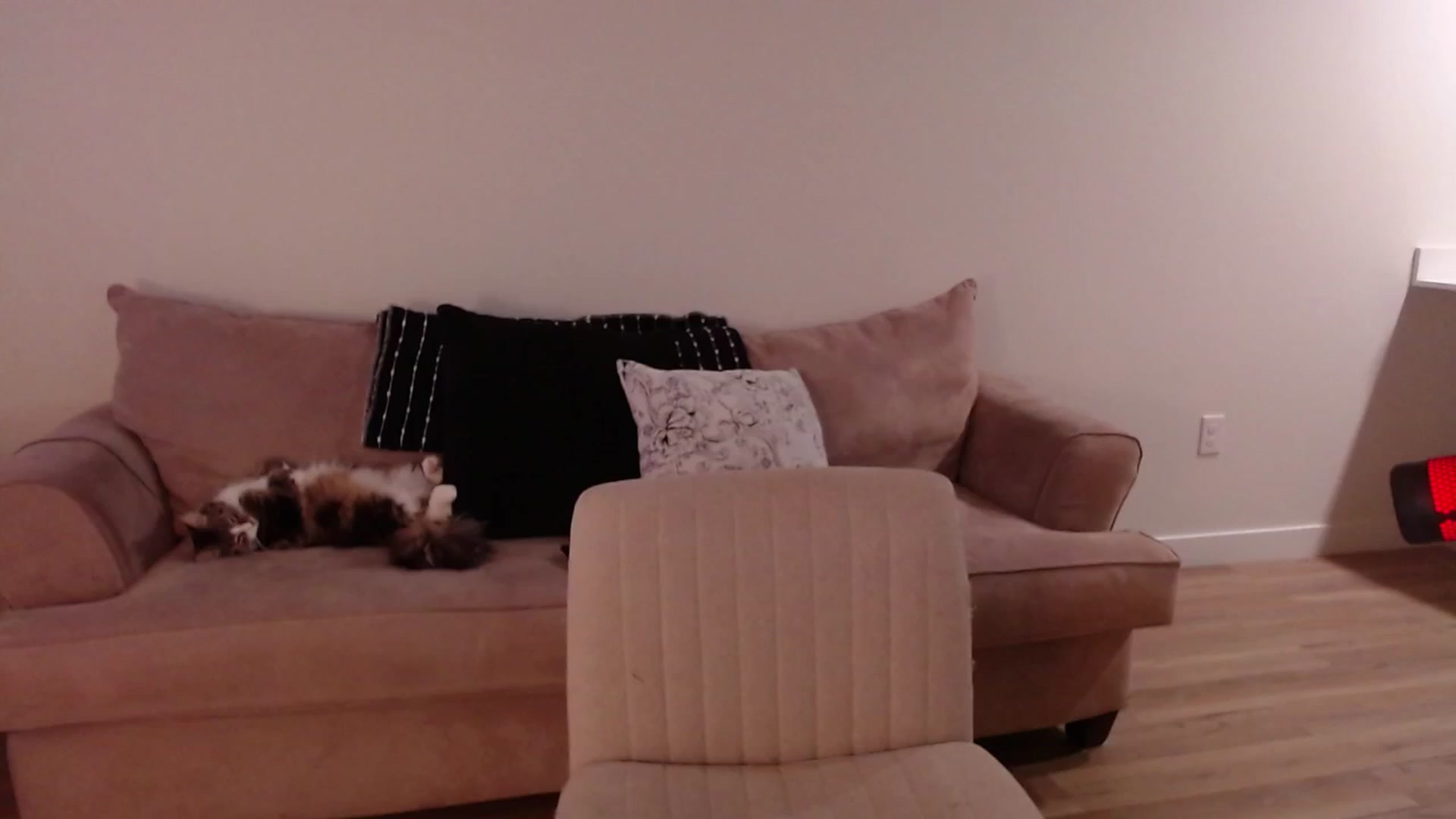 Gallery image thumbnail from cuteholly's myfreecams stream on, 01/25/2024, 24:02 image 2 of 20