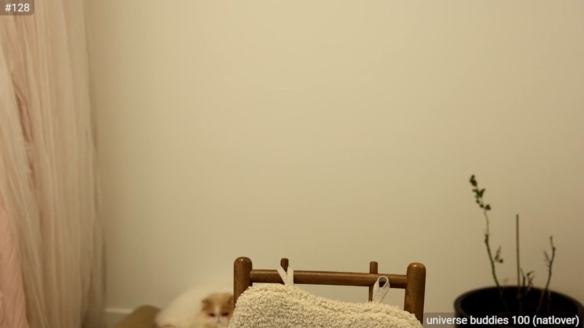 Gallery image thumbnail from daisii's myfreecams stream on, 01/18/2025, 08:08 image 4 of 20