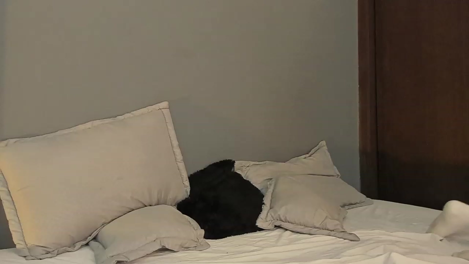 Gallery image thumbnail from dariadiaz_'s myfreecams stream on, 09/16/2023, 16:35 image 4 of 20