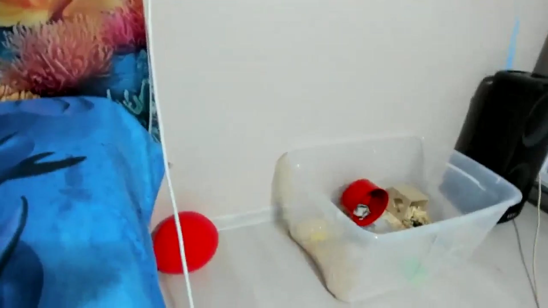 Gallery image thumbnail from elisha4ubbb's myfreecams stream on, 08/05/2025, 03:27 image 5 of 20