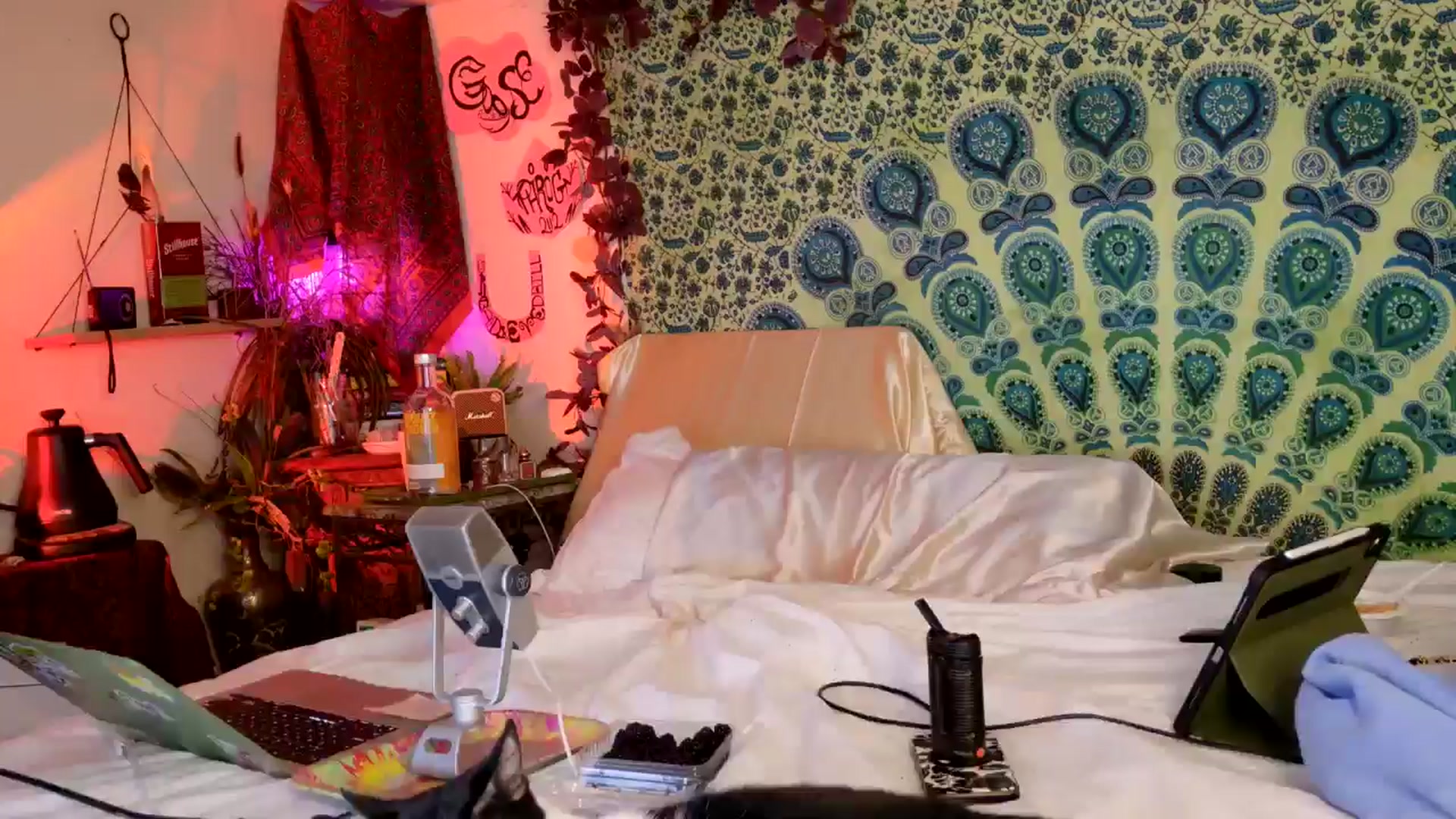 Gallery image thumbnail from ellispierce's myfreecams stream on, 04/24/2026, 09:55 image 7 of 20