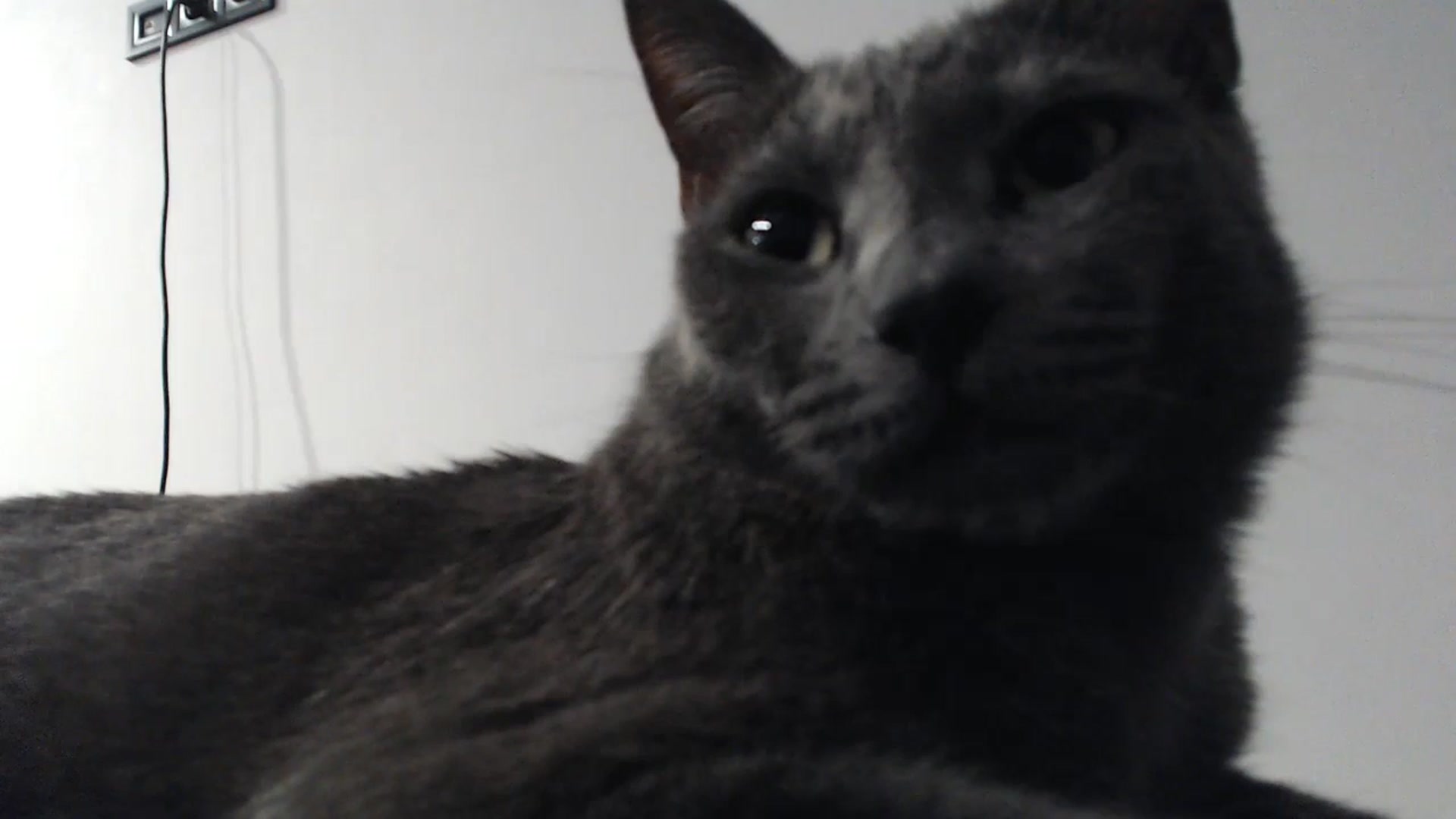 Gallery image thumbnail from fiancee's myfreecams stream on, 04/25/2024, 02:34 image 11 of 20