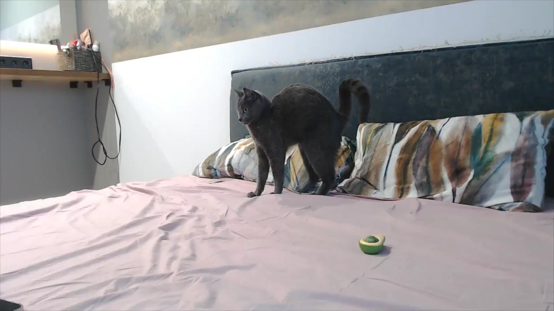 Gallery image thumbnail from fiancee's myfreecams stream on, 11/03/2025, 05:46 image 20 of 20