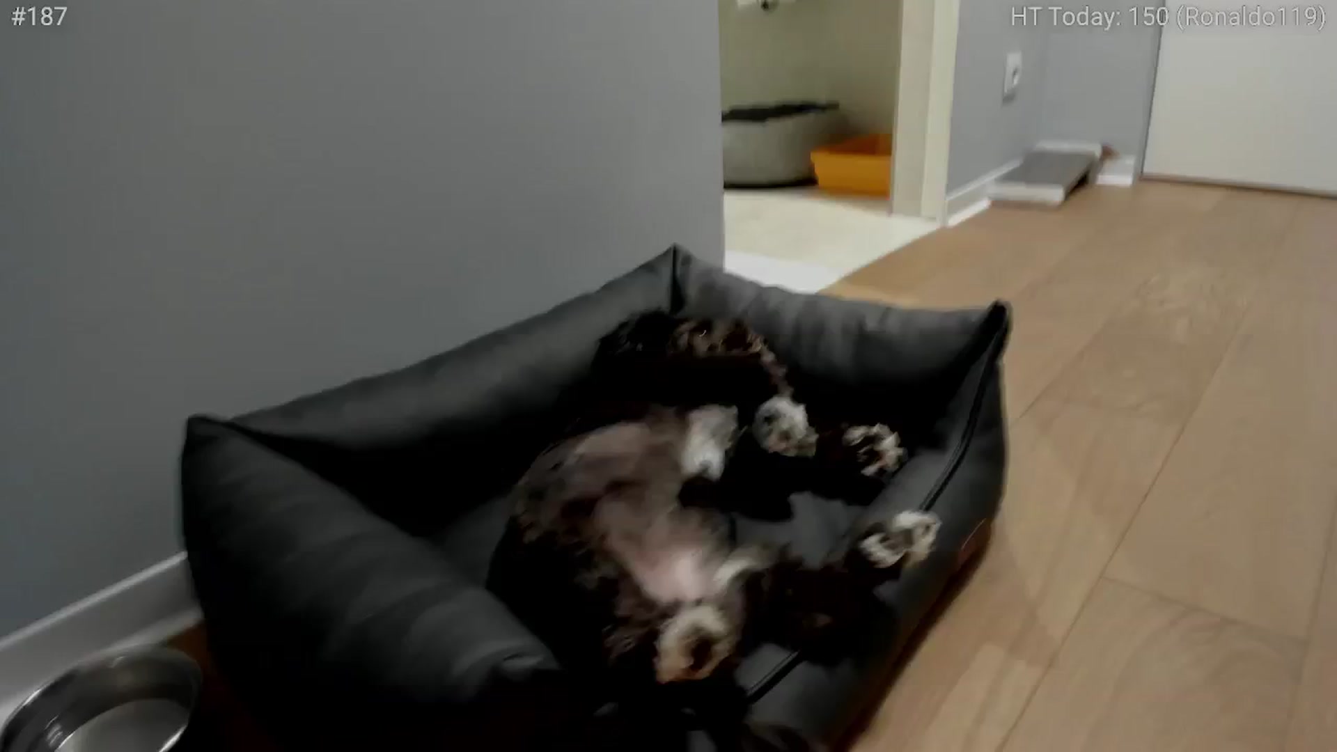 Gallery image thumbnail from girlboss's myfreecams stream on, 11/26/2024, 08:06 image 11 of 20