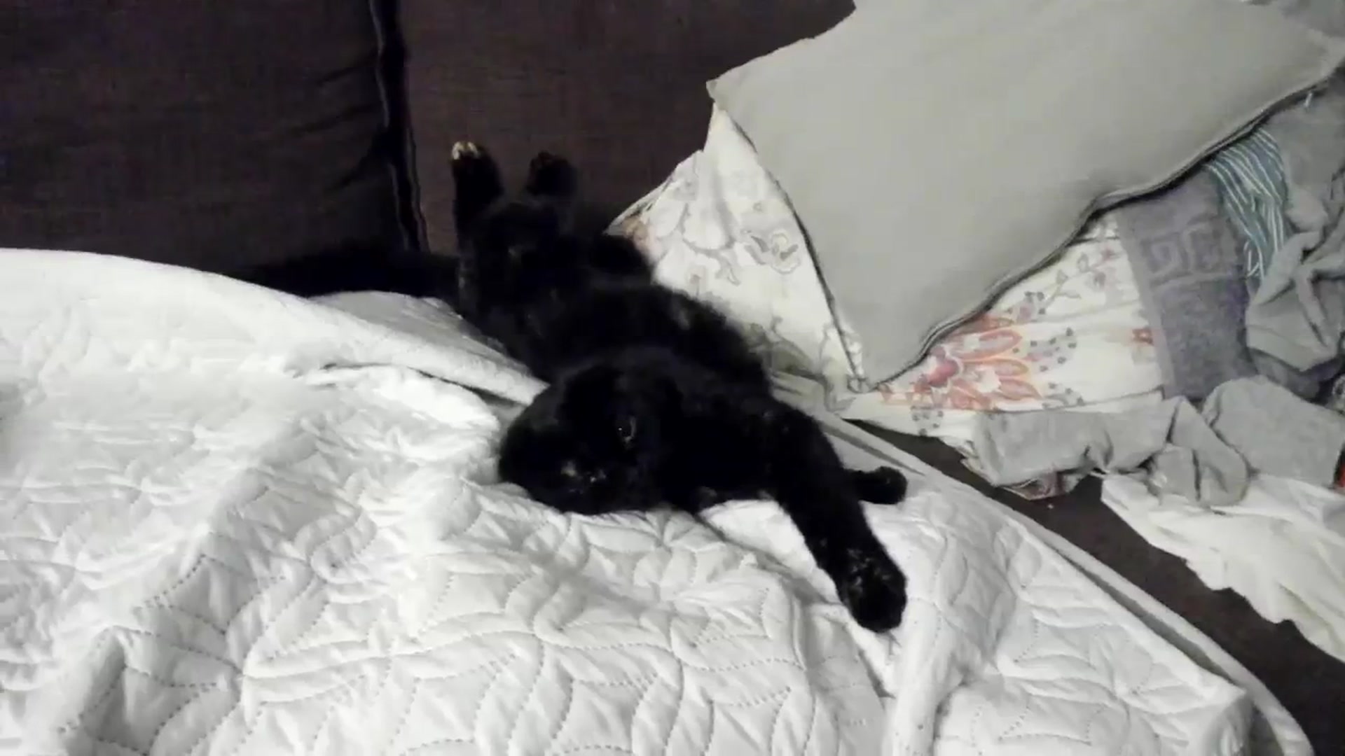 Gallery image thumbnail from greengiirl's myfreecams stream on, 11/05/2023, 20:07 image 13 of 20